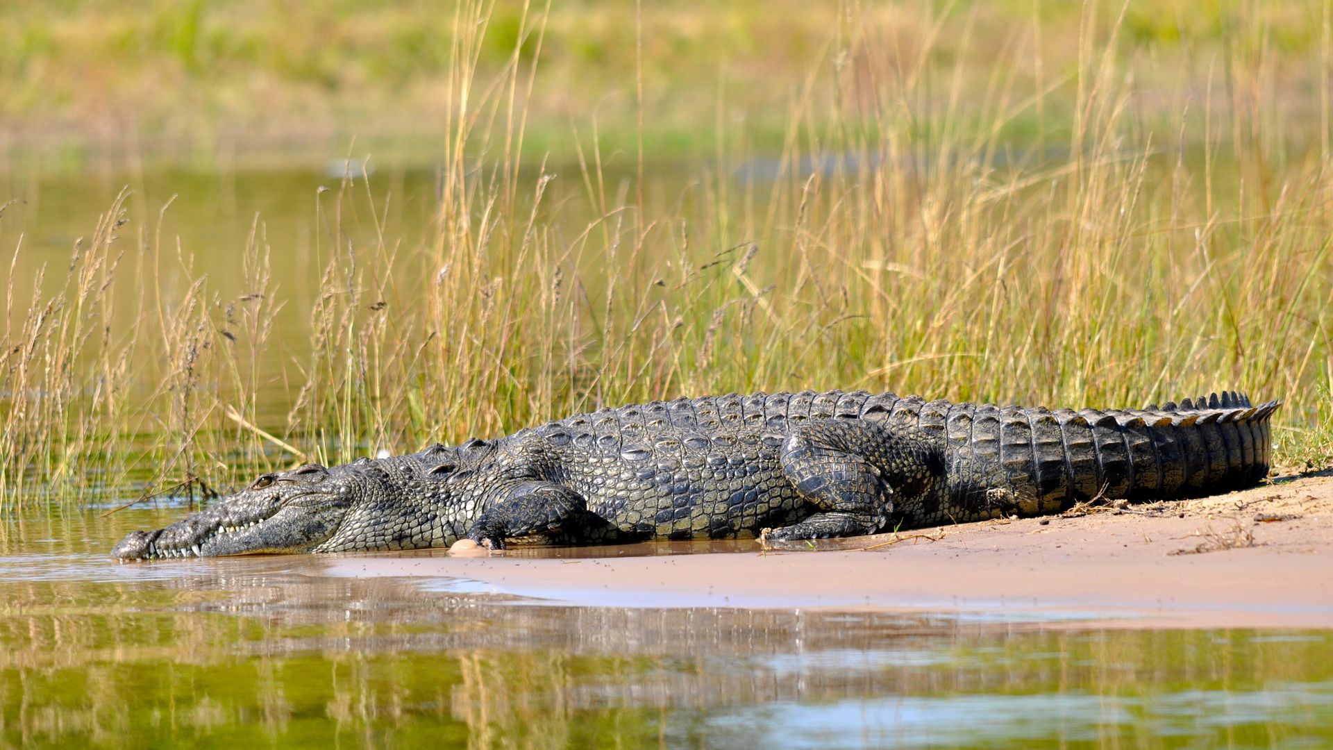 Botswana-Wildlife-Chobe-krokodil-KS (2).JPG