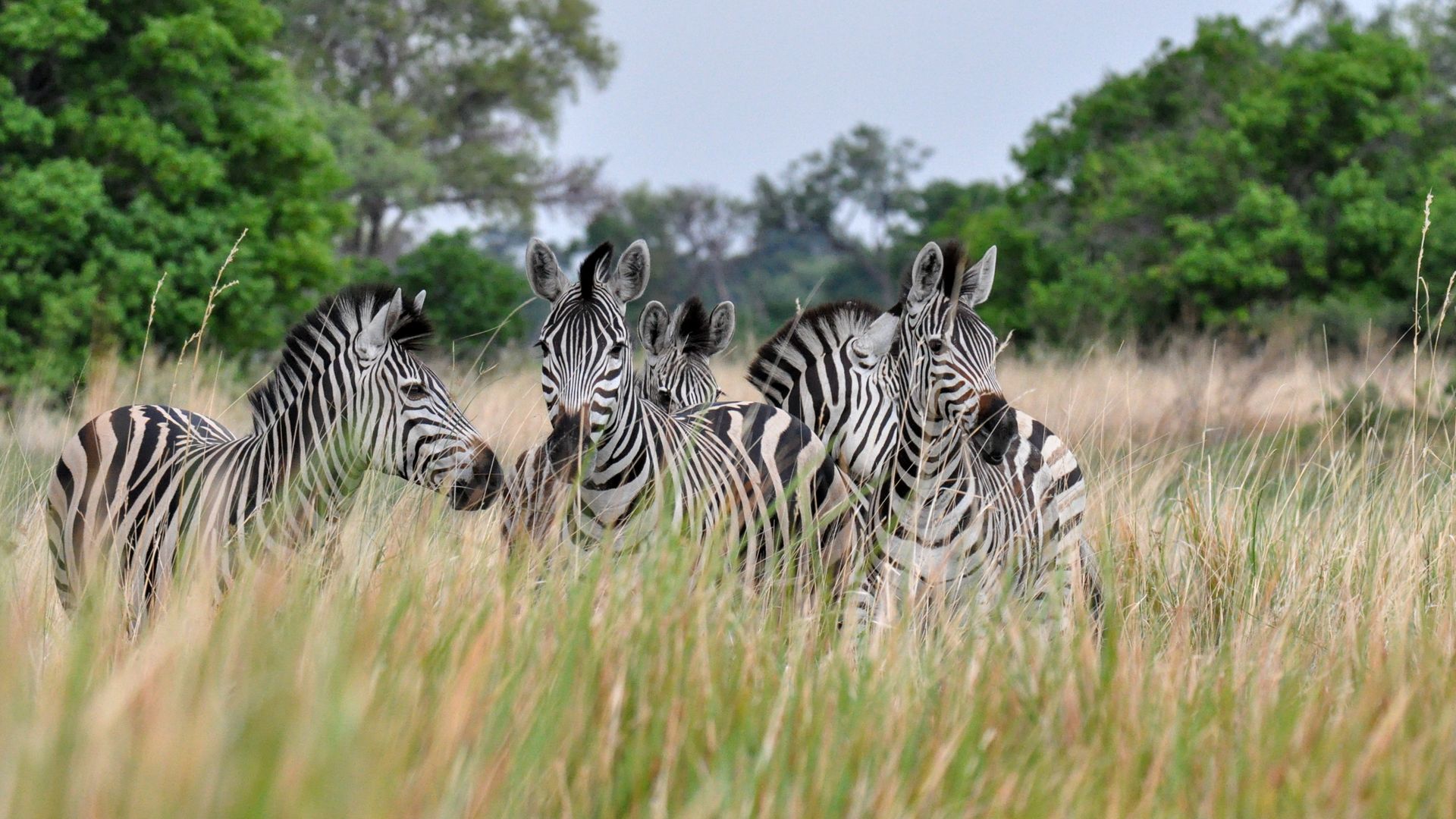 Botswana-Wildlife-Okavango-Delta-zebra-KS (2).jpg