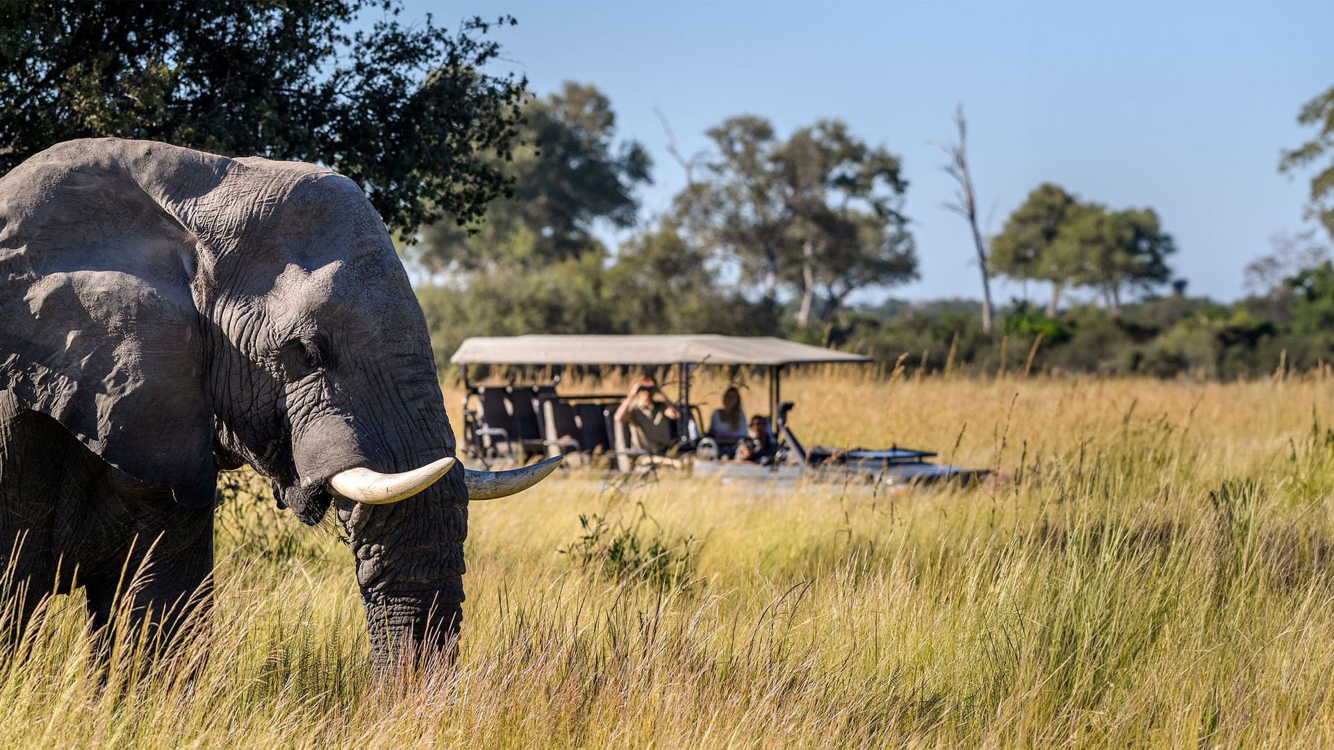 Jambo_Botswana-2.jpg