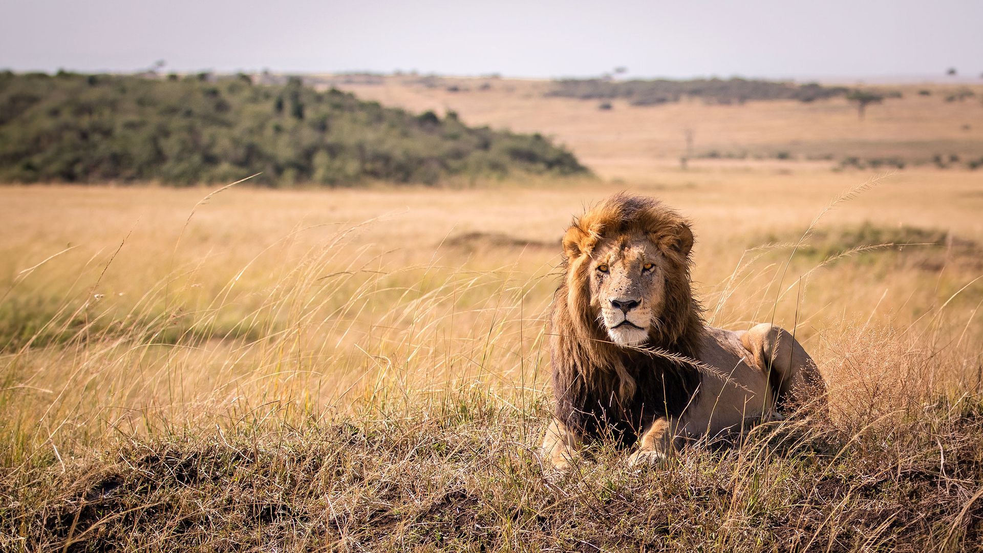 Jambo_Kenia-1.jpg
