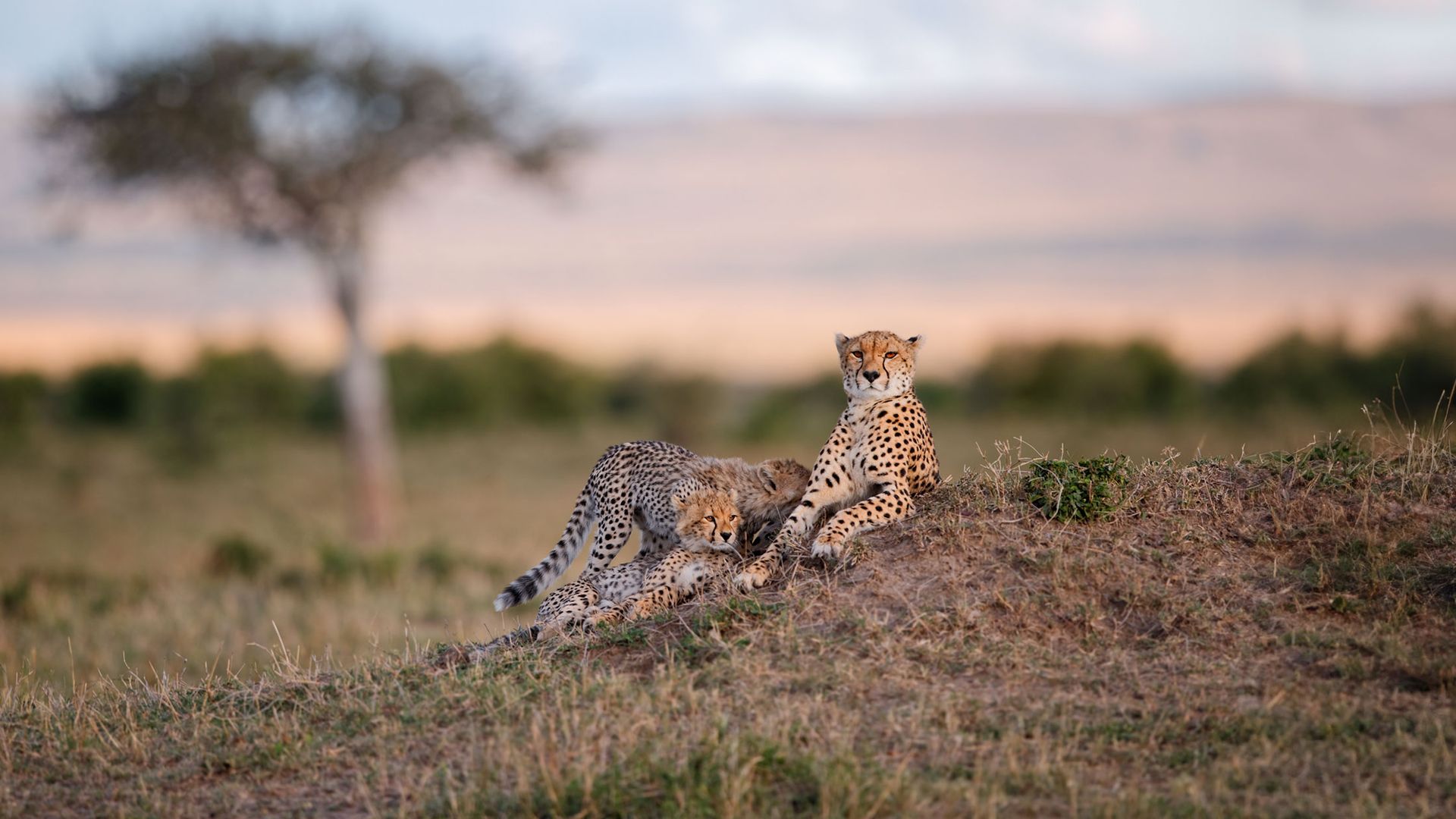 Jambo_Kenia-3.jpg