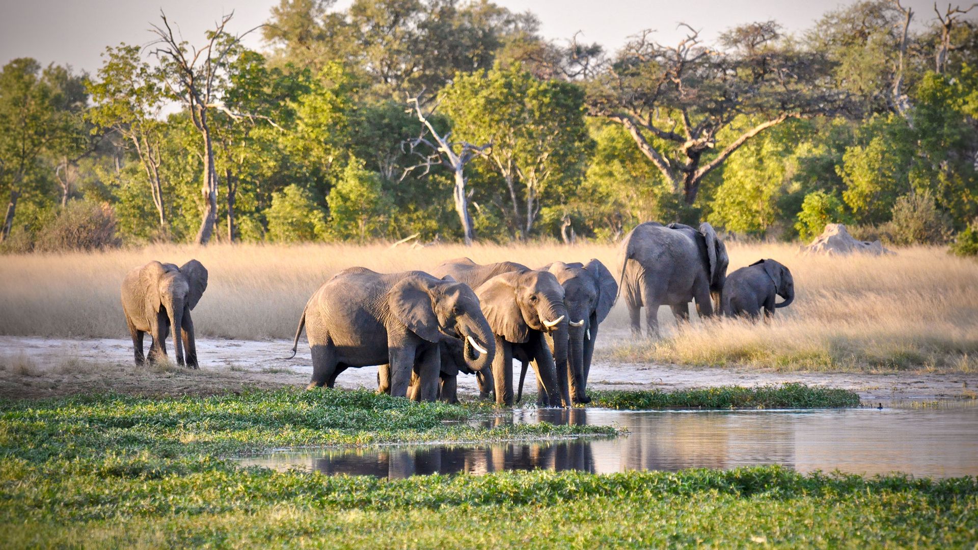 Jambo_Zimbabwe-1.jpg