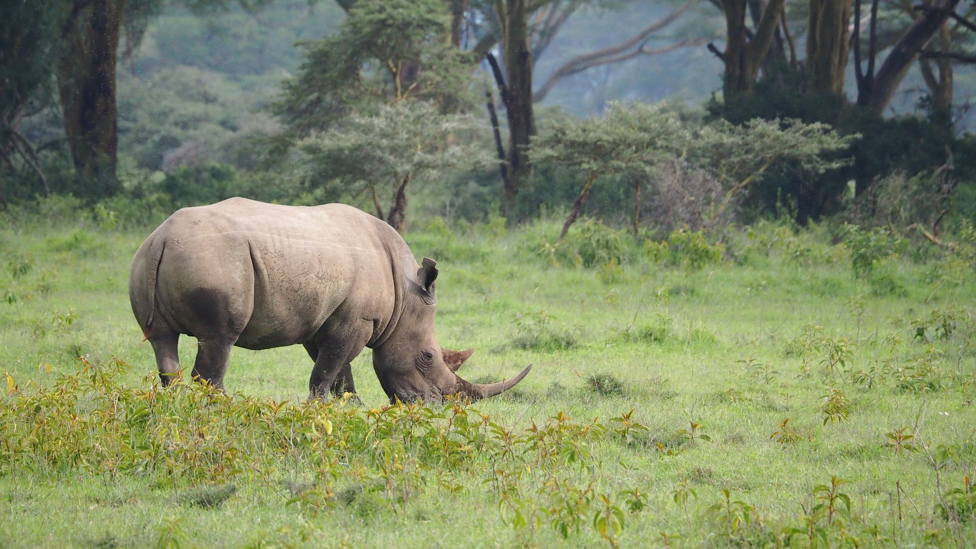 Kenia Wildlife Lake Nakuru neushoorn JR 2.JPG - Jambo Safari Club