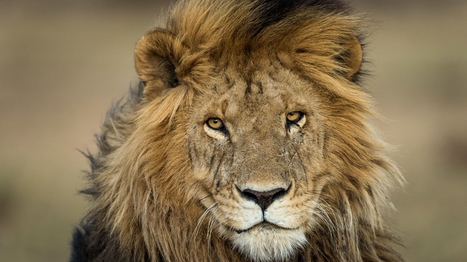 Kenia Wildlife Masai Mara Entim Camp leeuw WE.jpg - Jambo Safari Club