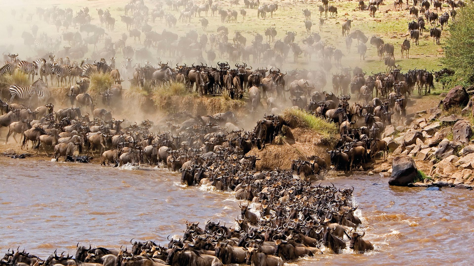 Kenia Wildlife Masai Mara gnoes crossing mara river migratie 1.jpg - Jambo Safari Club