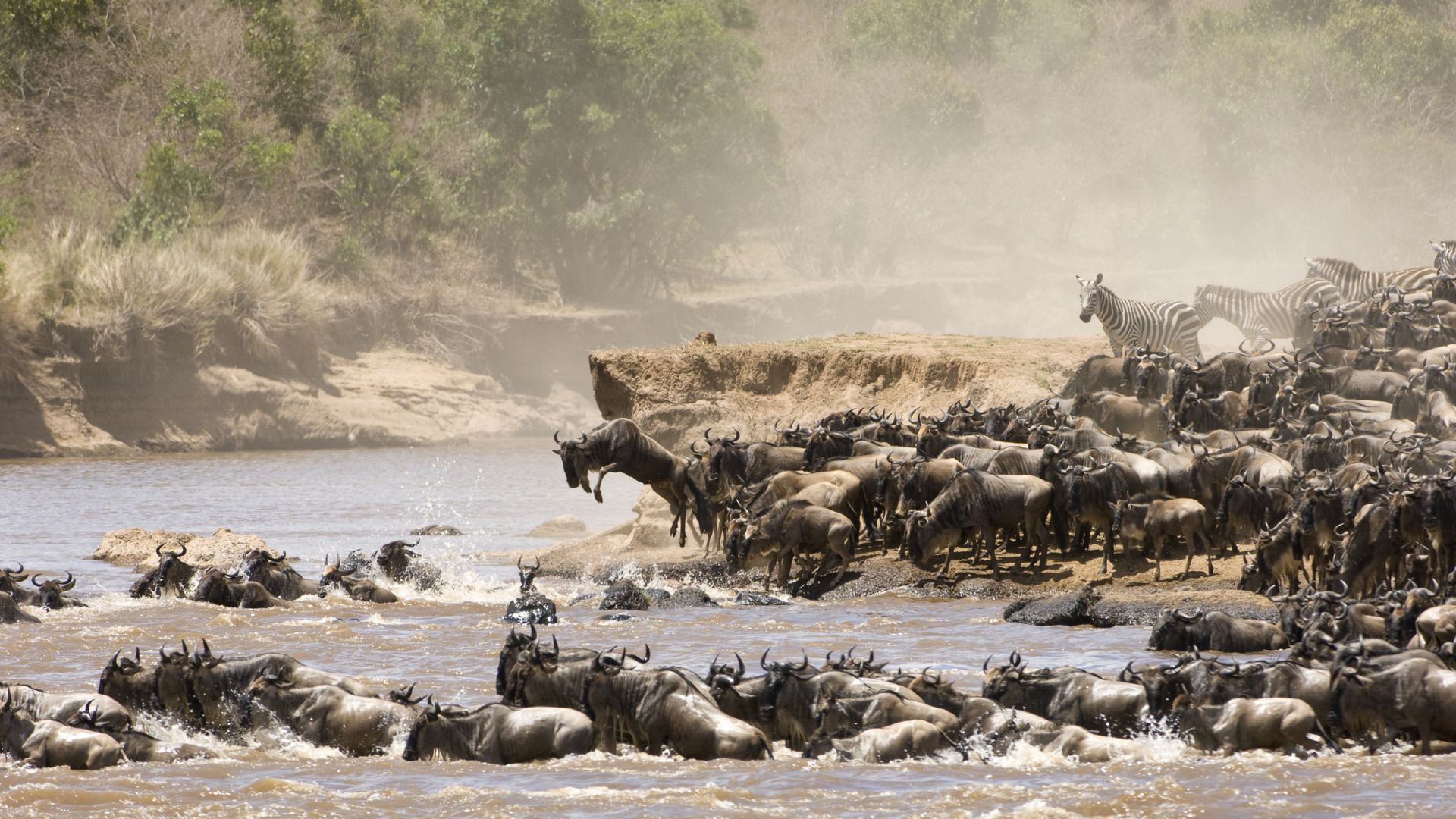Kenia Wildlife Masai Mara gnoes crossing river migratie SH 1.jpg - Jambo Safari Club
