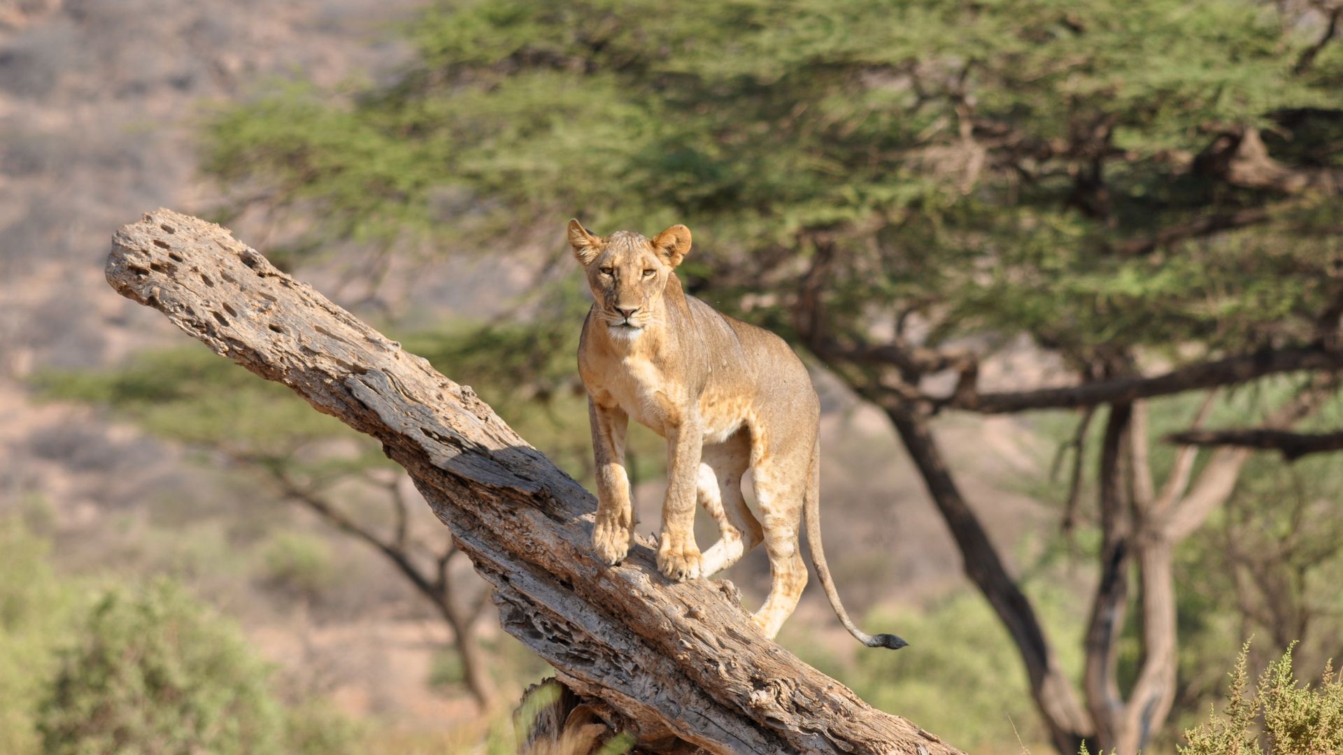 Kenia-Wildlife-Samburu-leeuw-op-stronk-KS (2).jpg