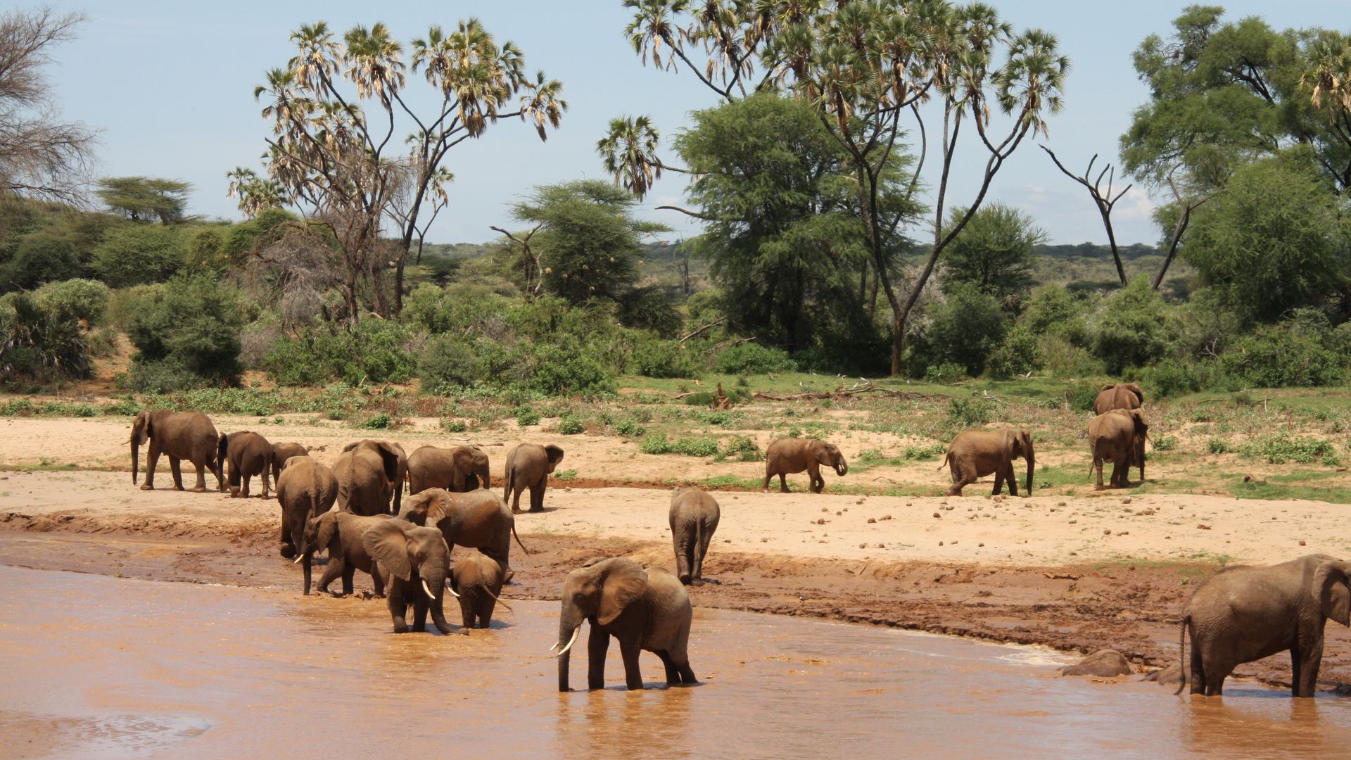 Kenia Wildlife Shaba National Park olifanten MC 4.JPG - Jambo Safari Club
