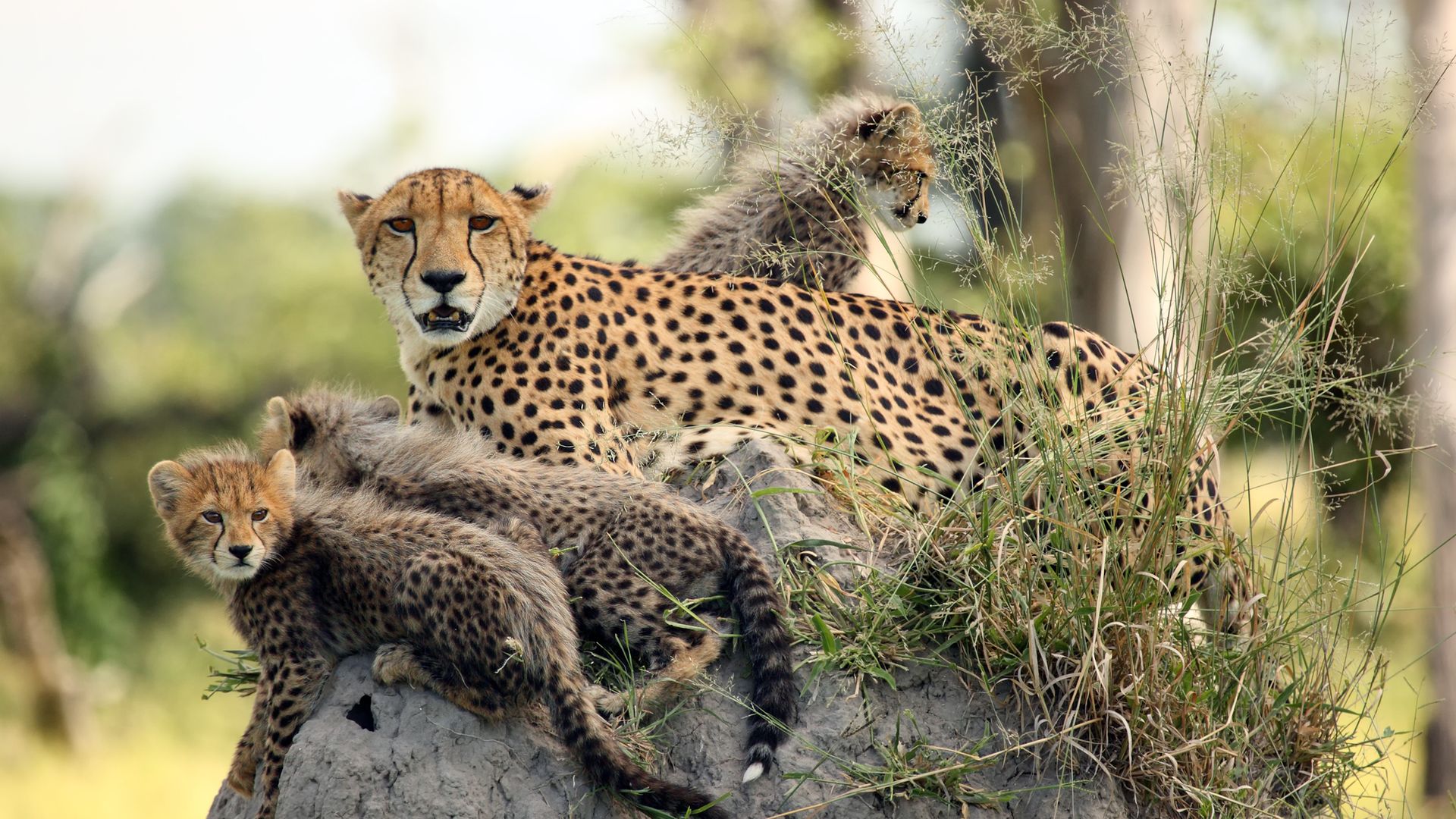 Kenia-Wildlife-cheeta-met-jongen.jpg