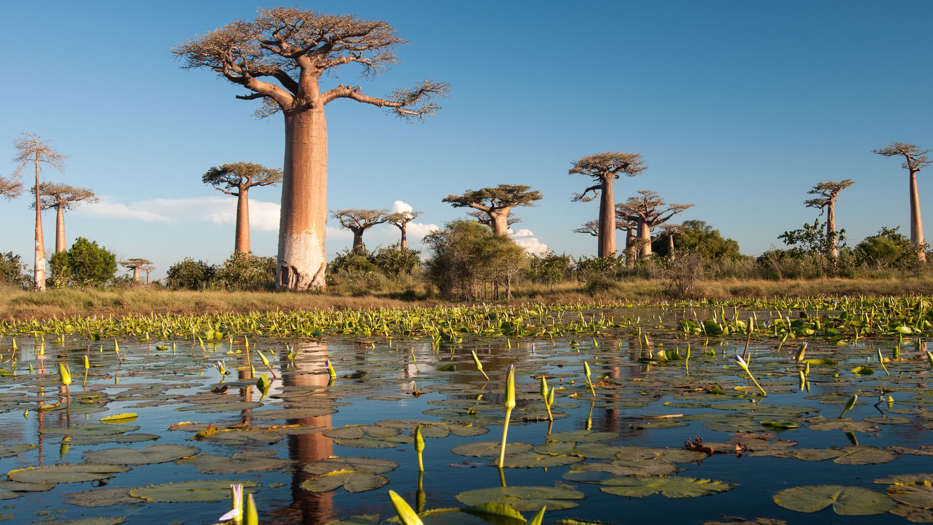 Madagaskar-Landschap-Allee-des-Baobabs-SH.jpg