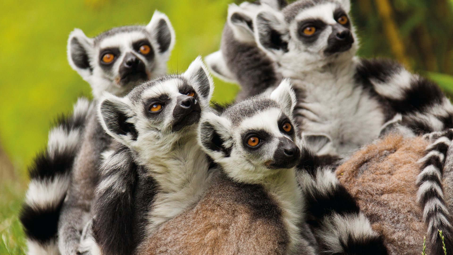 Madagaskar-Wildlife-Ringstaartmaki.jpg
