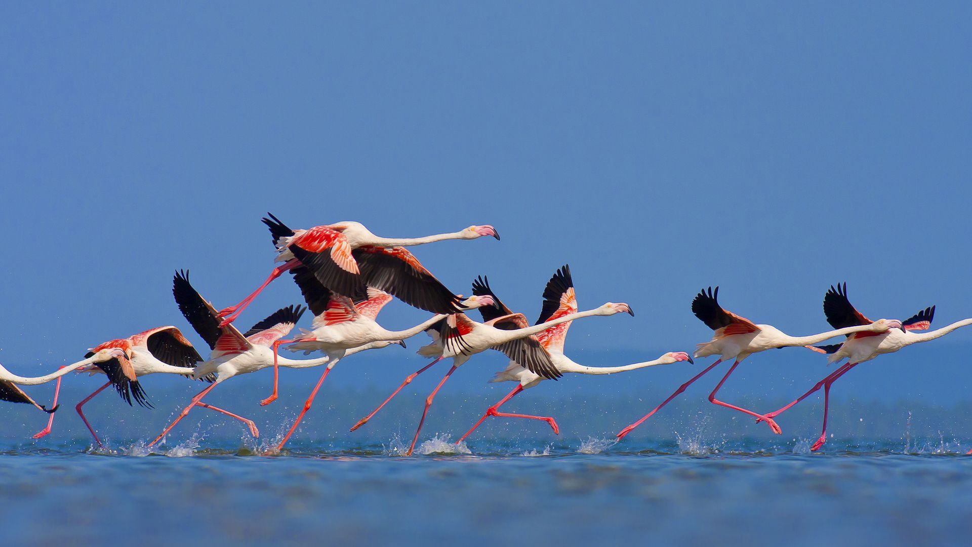 Mozambique Wildlife Vogels Flamingo 142480678 SH.jpg - Jambo Safari Club