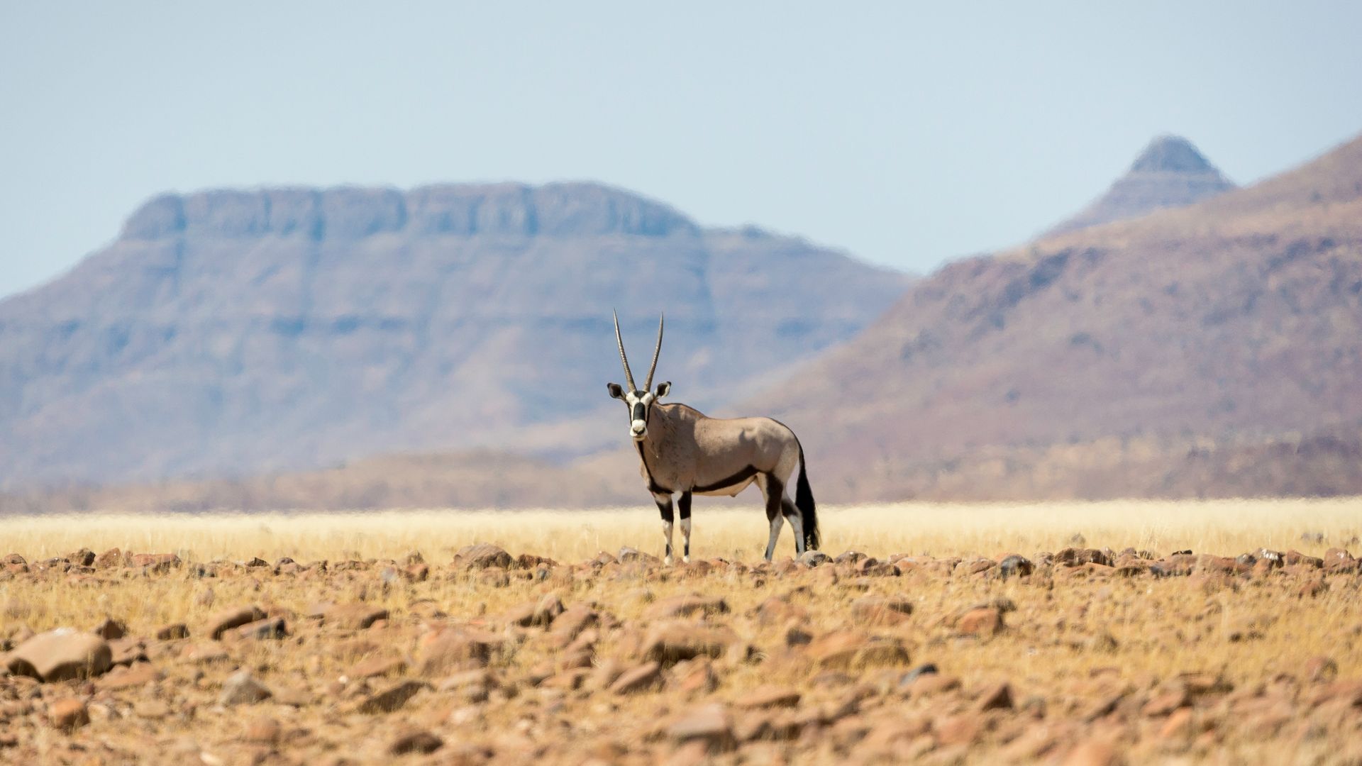Namibie Wildlife Damaraland Gemsbok Oryx 1.jpg - Jambo Safari Club