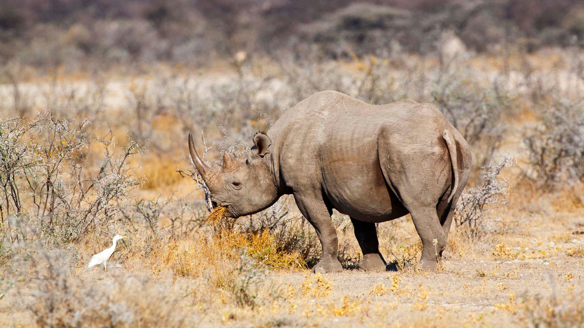 Namibie Wildlife Etosha Neushoorn 2.jpg - Jambo Safari Club