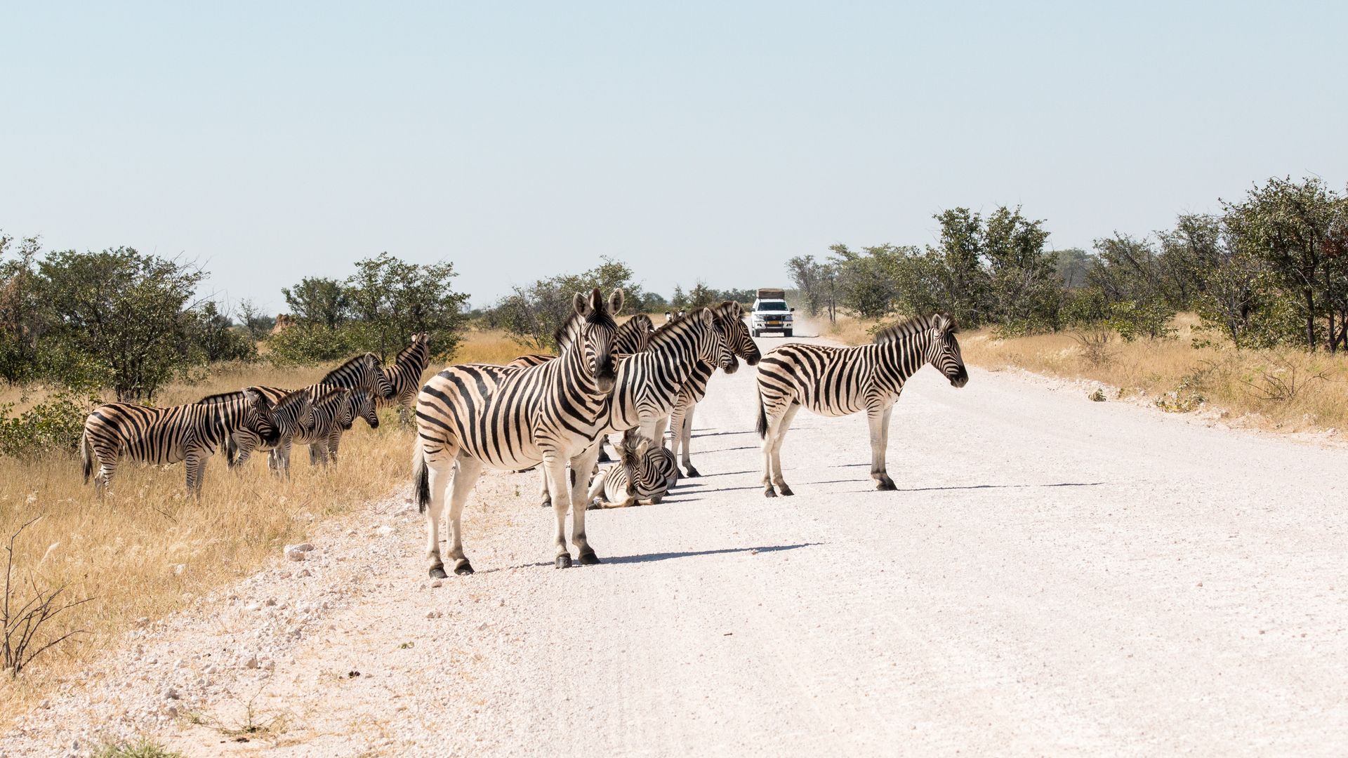 Namibie-Wildlife-Etosha-Zebras-AZ.jpg