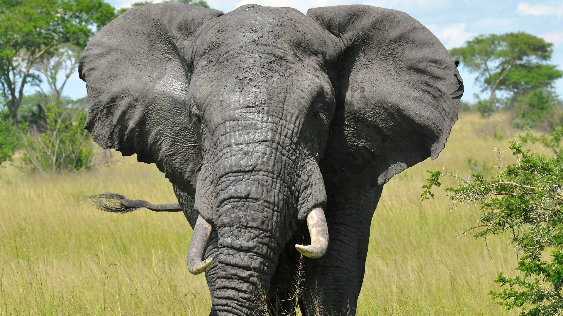 Oeganda-Wildlife-Queen-Elizabeth-olifant-KS.jpg