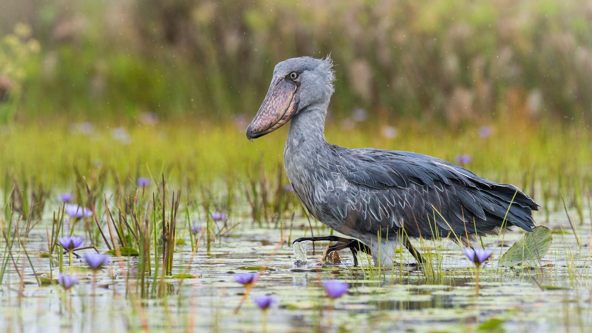 Oeganda-Wildlife-Vogels-shoebill.jpg