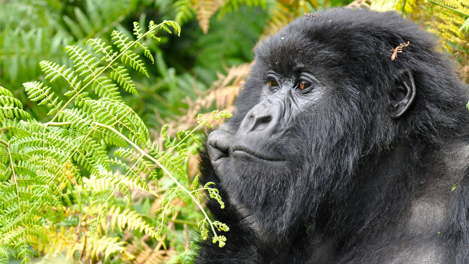 Rwanda-Wildlife-Volcanoes-National-Park-gorilla-KS (22).jpg