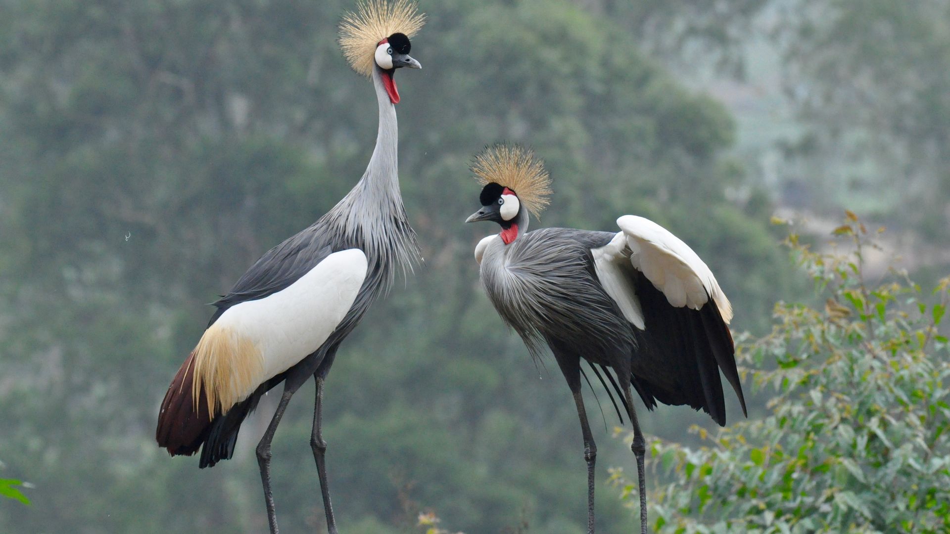 Rwanda-Wildlife-vogels-kroonvogels-KS (4).jpg