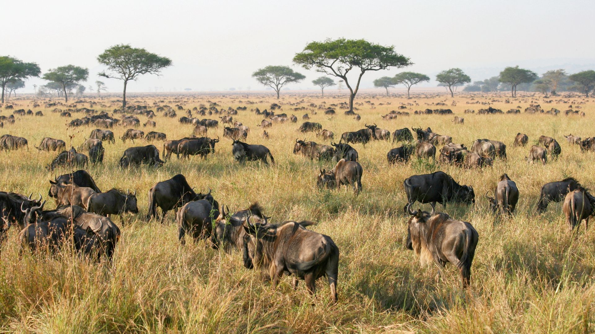 Tanzania-Landschap-Serengeti-Gnoes-Migratie-AZ_2.jpg