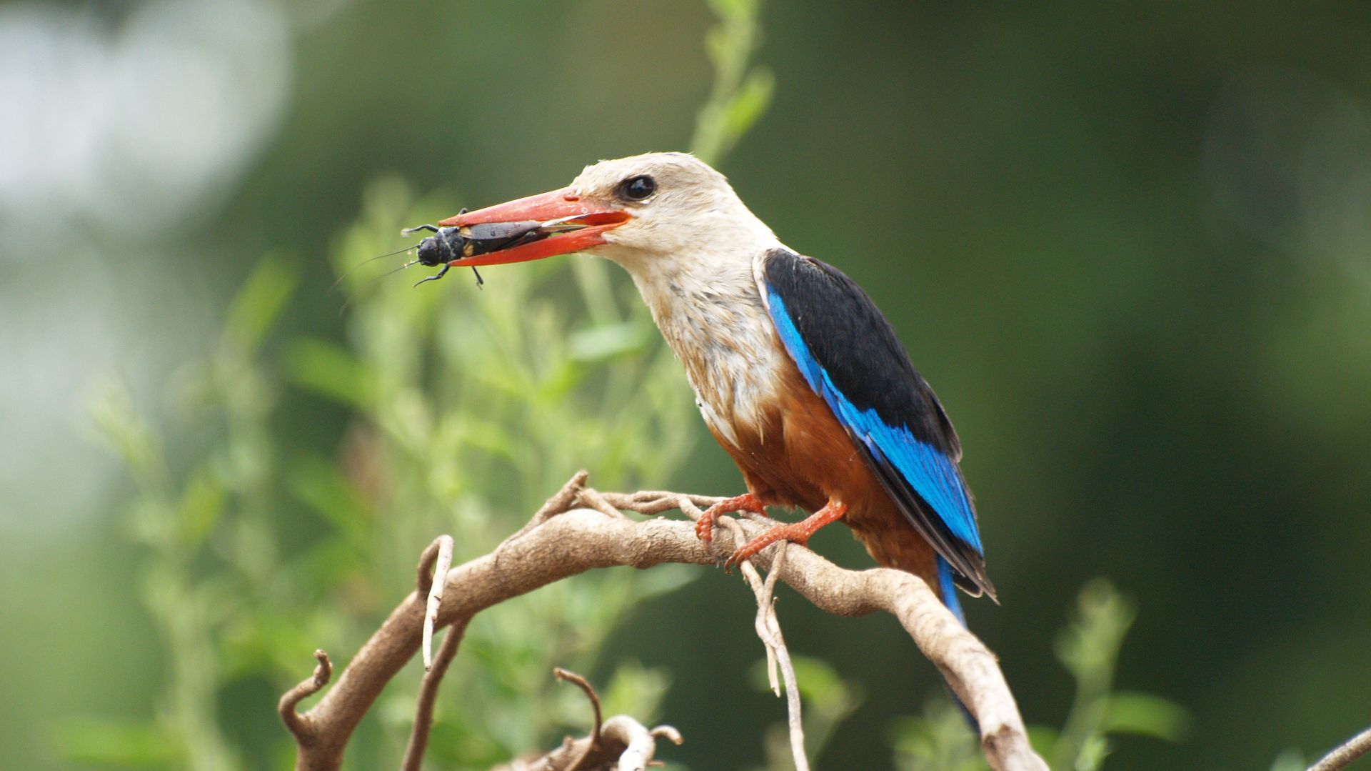 Tanzania-Wildlife-Lake-Manyara-vogels-kingfisher-TC (3).JPG