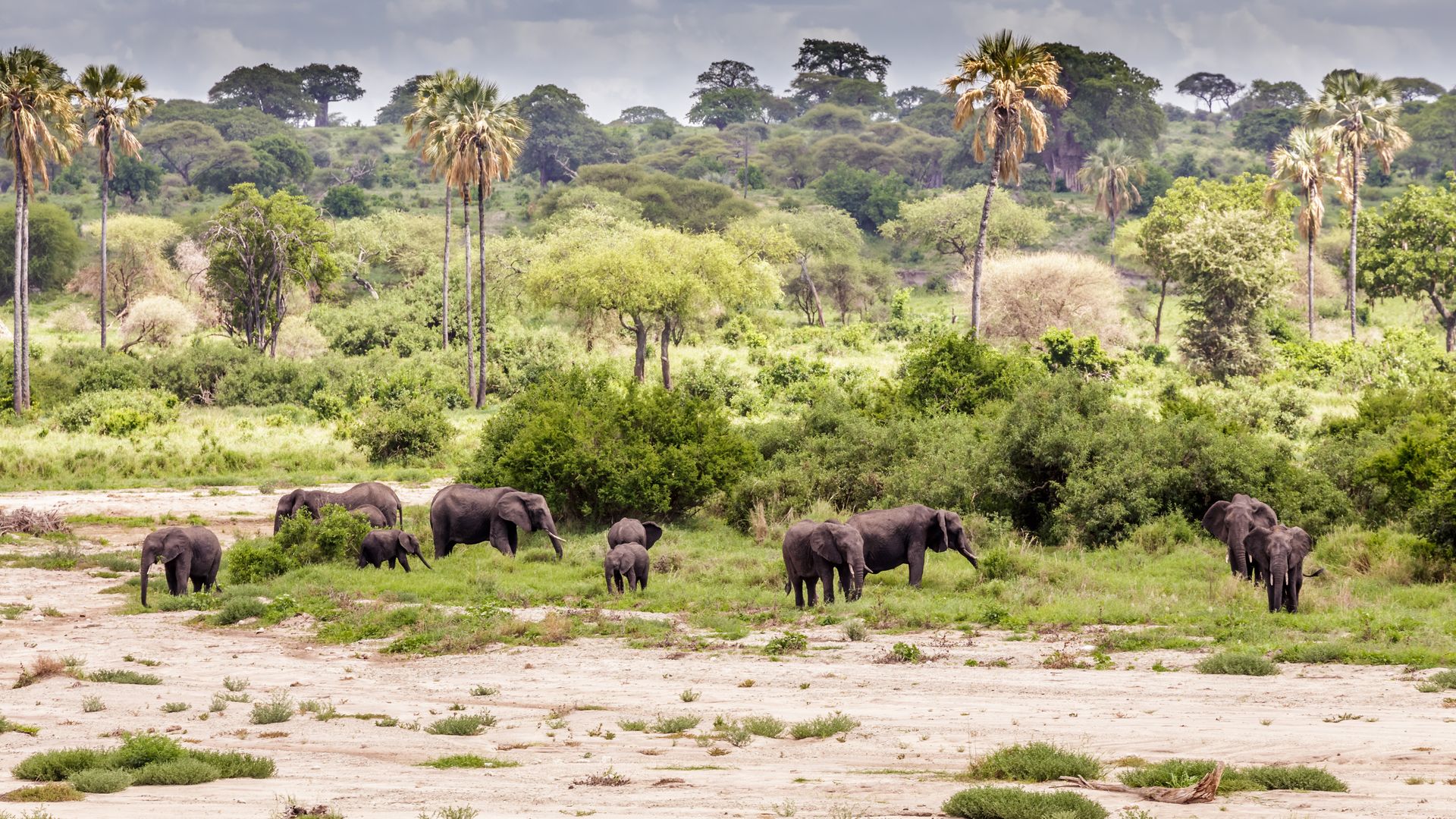 Tanzania-Wildlife-Landschap-Ruaha-olifanten-SH.jpg