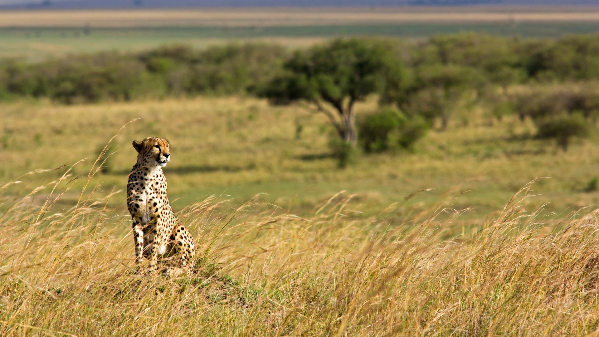 Tanzania-Wildlife-Landschap-Serengeti-cheeta-IST (1).jpg