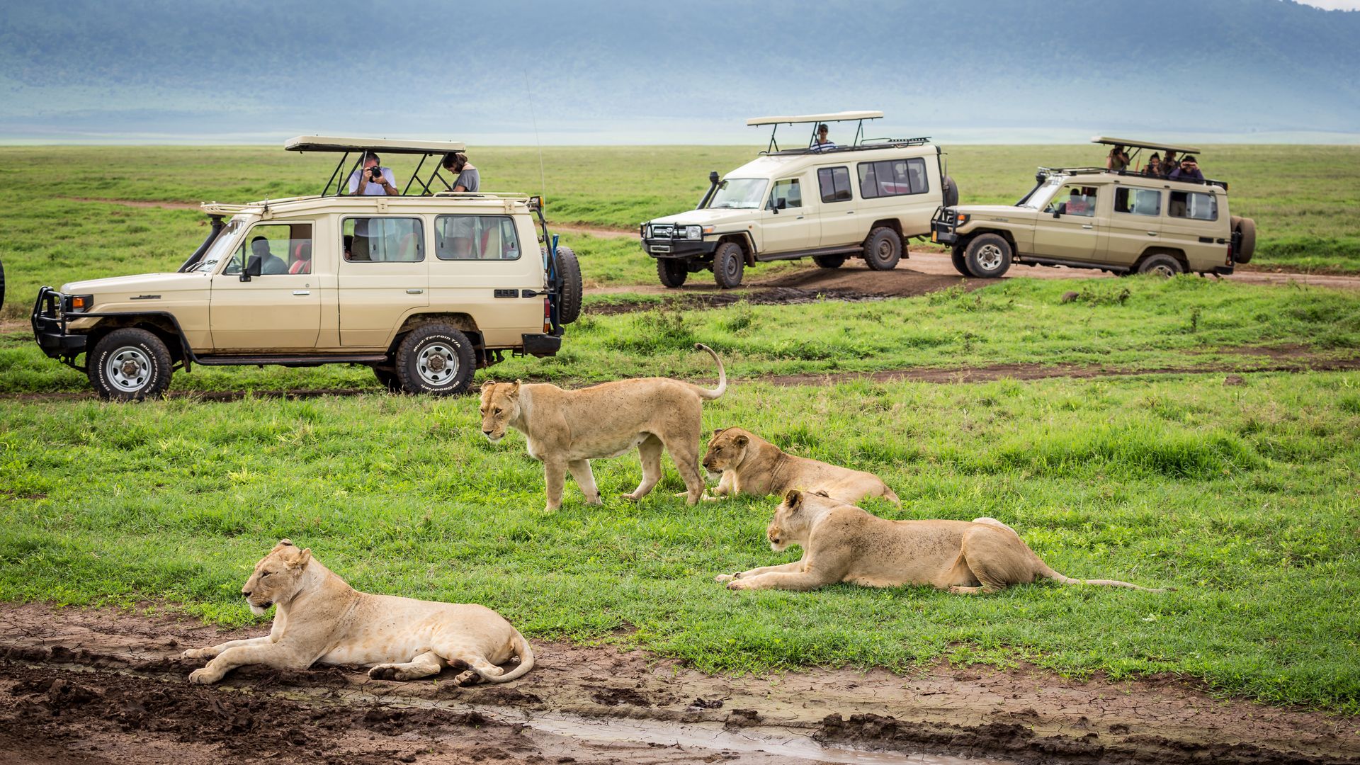 Tanzania-Wildlife-Ngorongoro-leeuwen-voertuigen-SH (1).jpg
