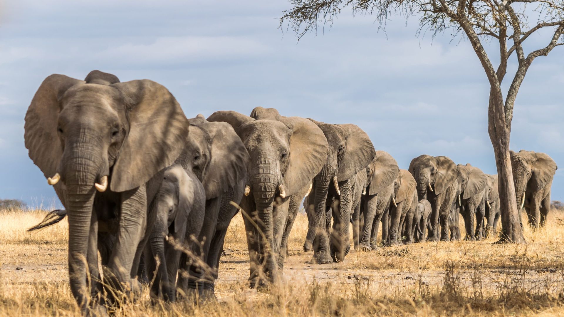 Tanzania-Wildlife-Olifanten-KAC.jpg