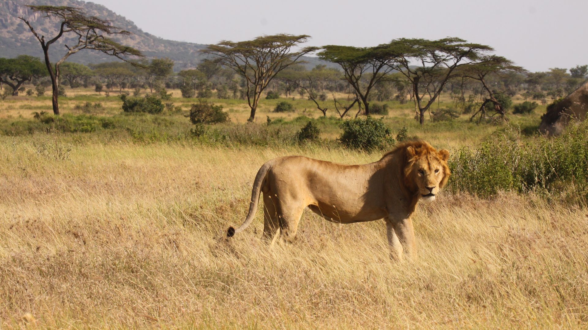 Tanzania-Wildlife-Serengeti-leeuw-CW (2).jpg