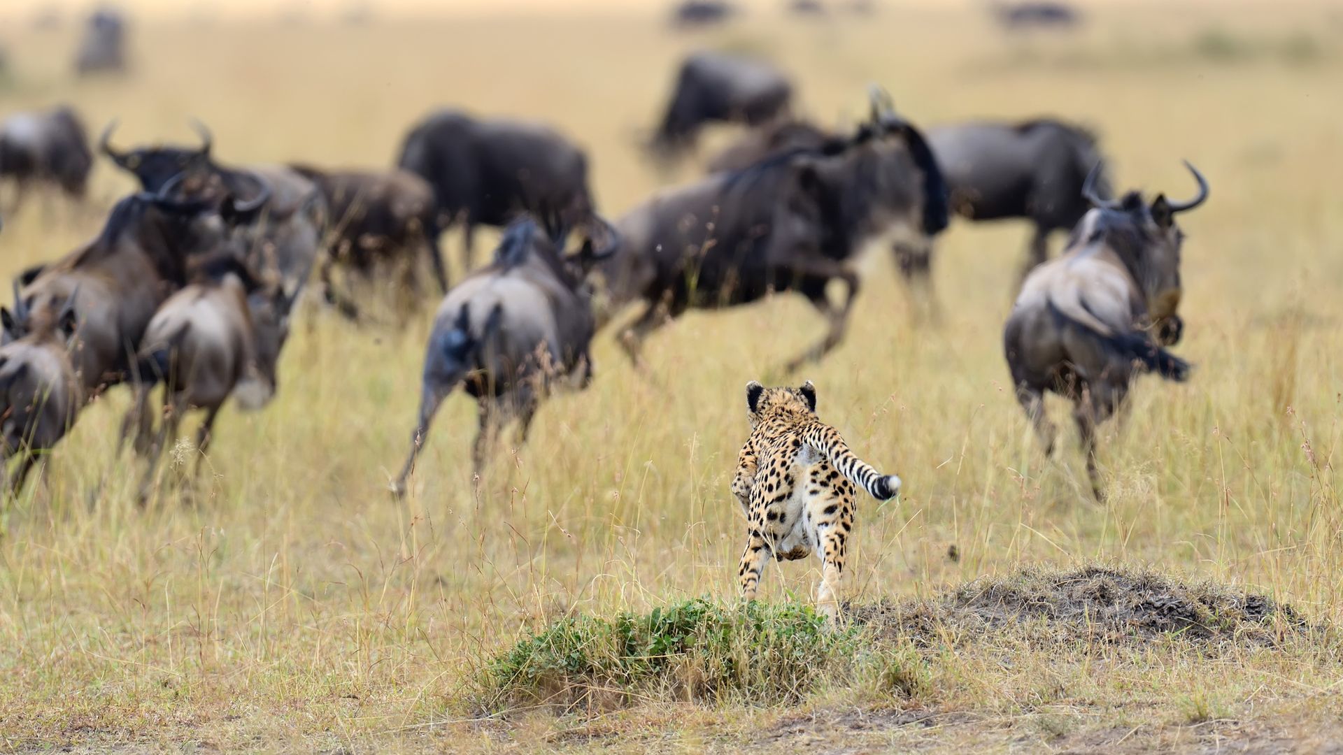 Tanzania-Wildlife-cheeta-gnoes-SS_326735021.jpg