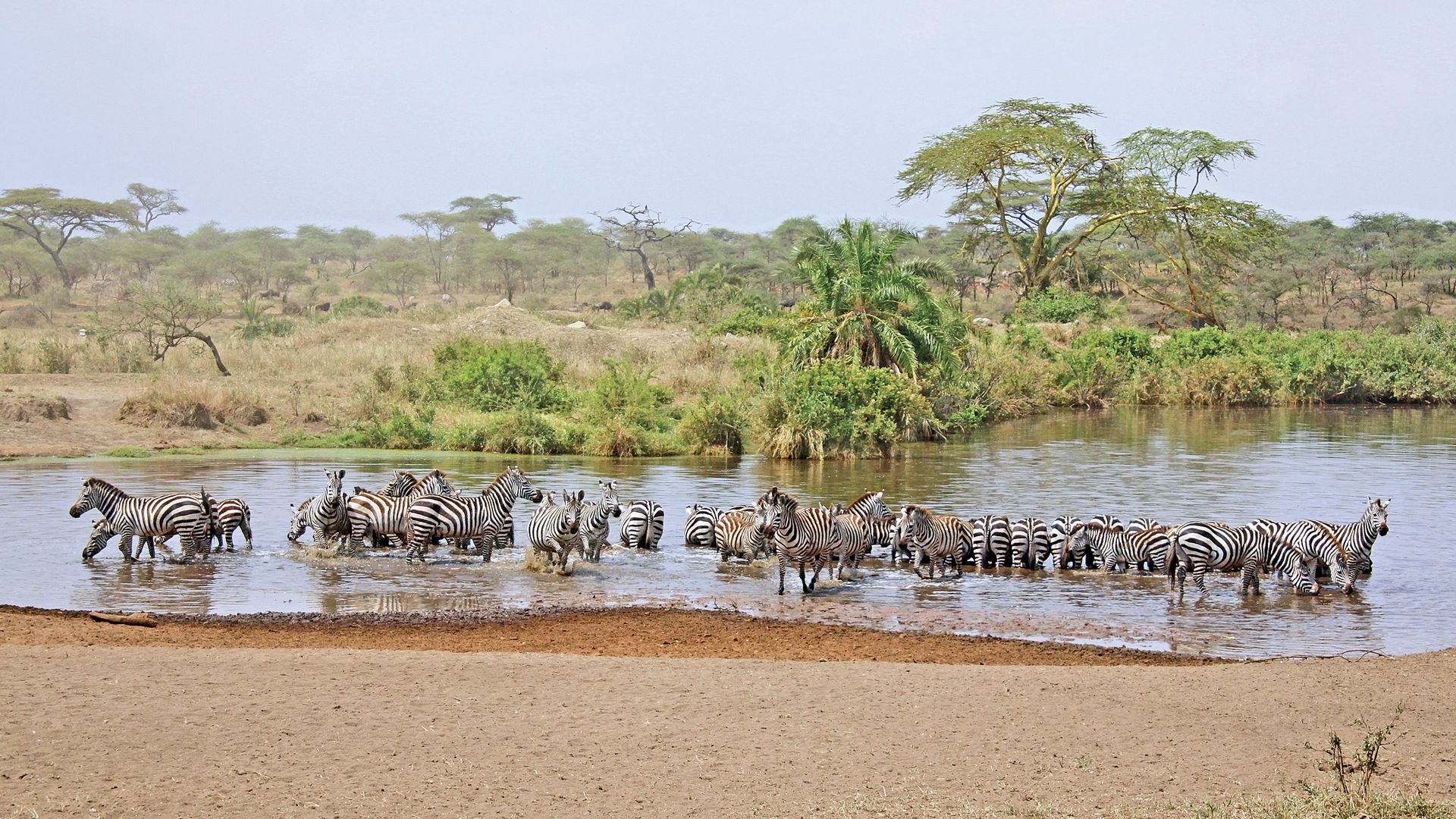 Tanzania Zuid Wildlife zebras in water.jpg - Jambo Safari Club