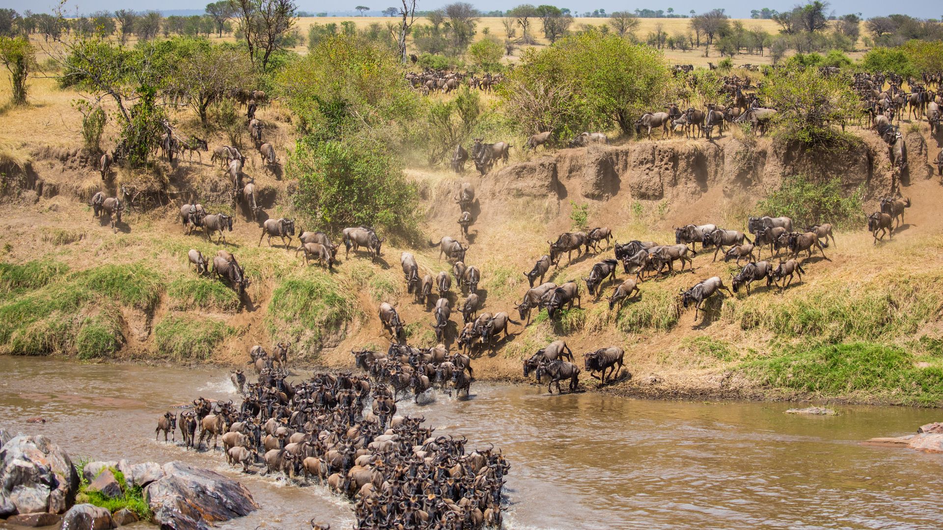 Tanzania-wildlife-Serengeti-gnoes-rivier-brochure20-SS.jpg