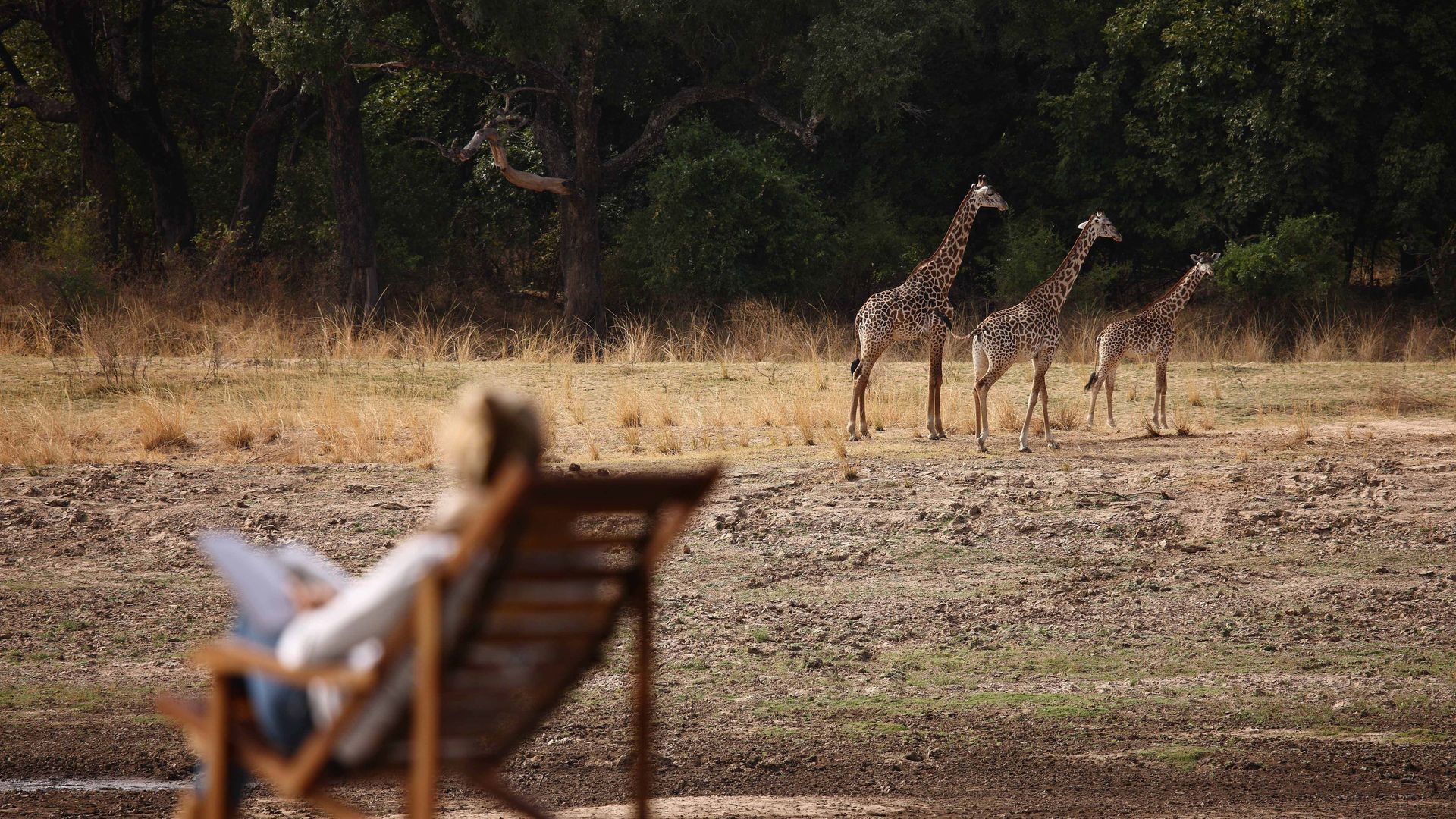 Zambia-South-Luangwa-Chinzombo-deck-view-giraf-T&T.jpg