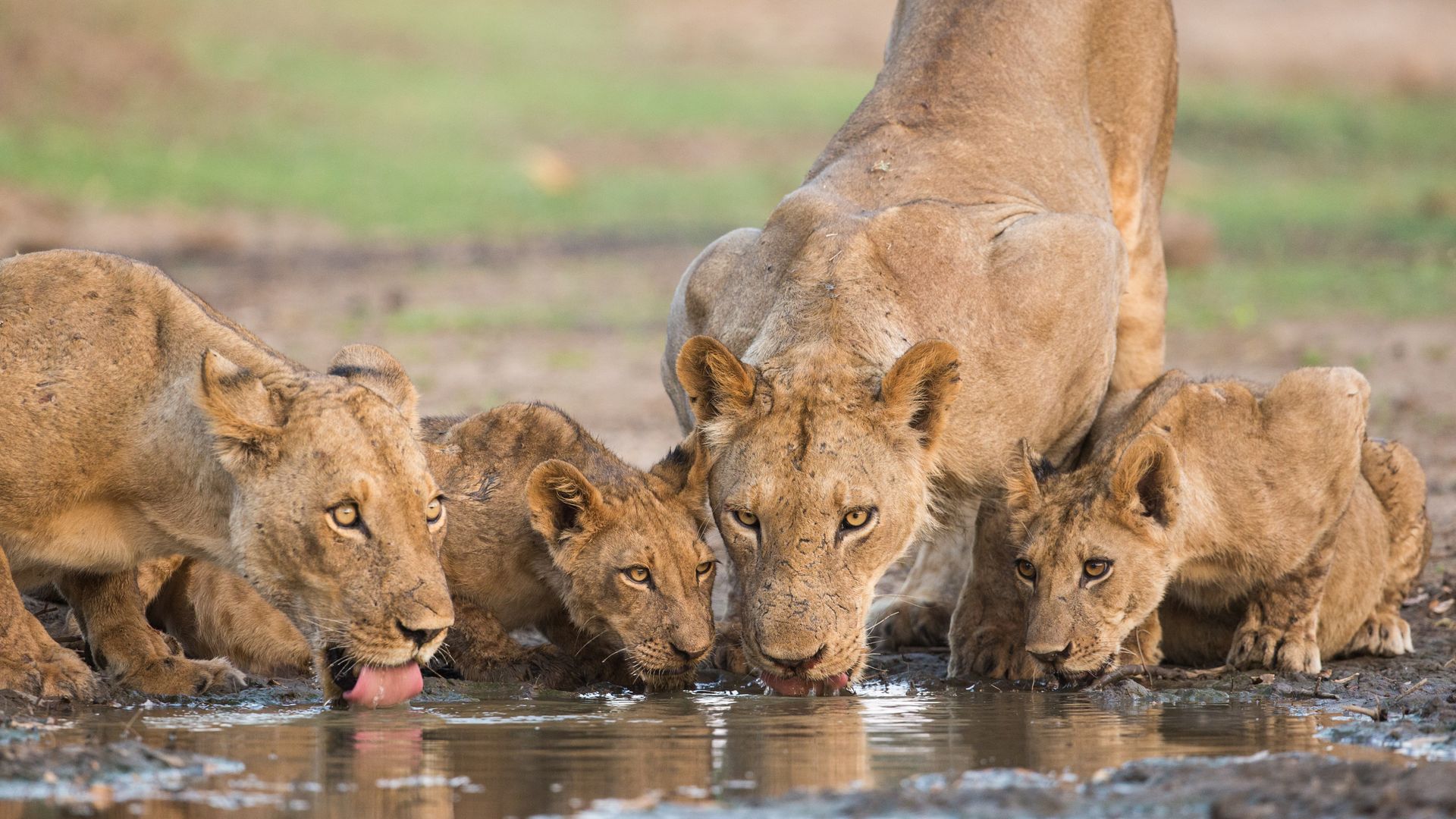 Zimbabwe Wildlife Hwange leeuwen waterpoel.jpg - Jambo Safari Club