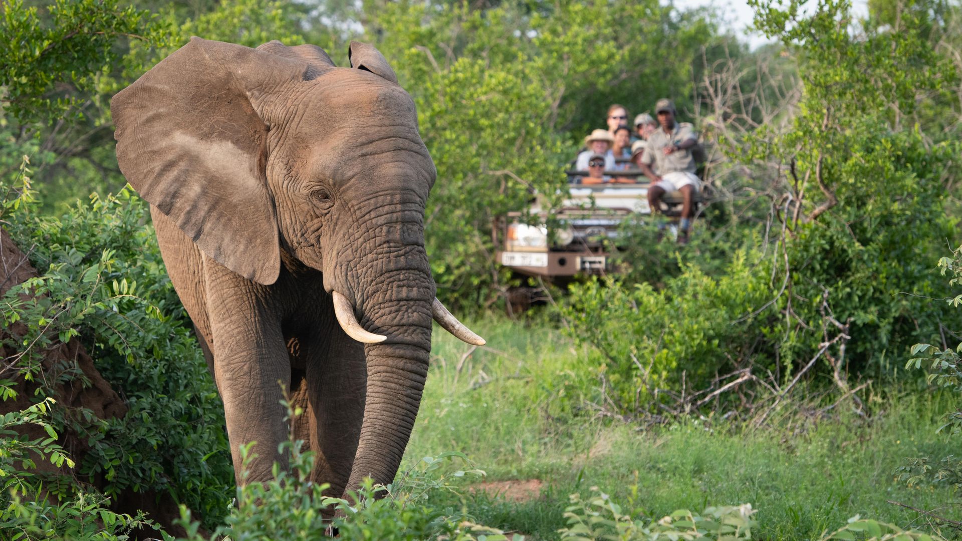 Zuid-Afrika-Balule-Sausage-Tree-Safari-Camp-Activiteit-Gamedrive-WE (2).jpg