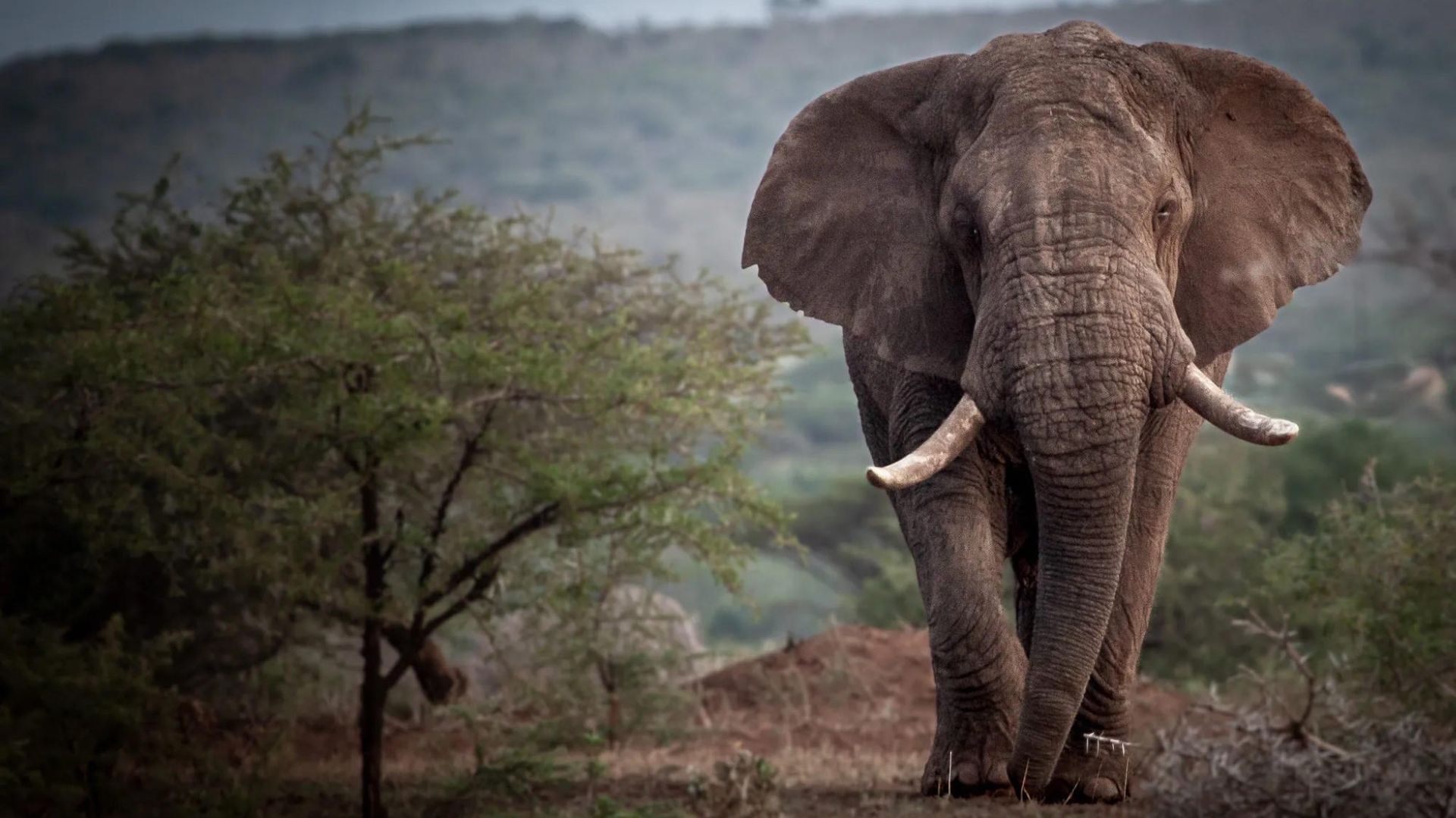Zuid-Afrika-Manyoni-Game-Reserve-Gamedrive-Elephant-MGR.jpg