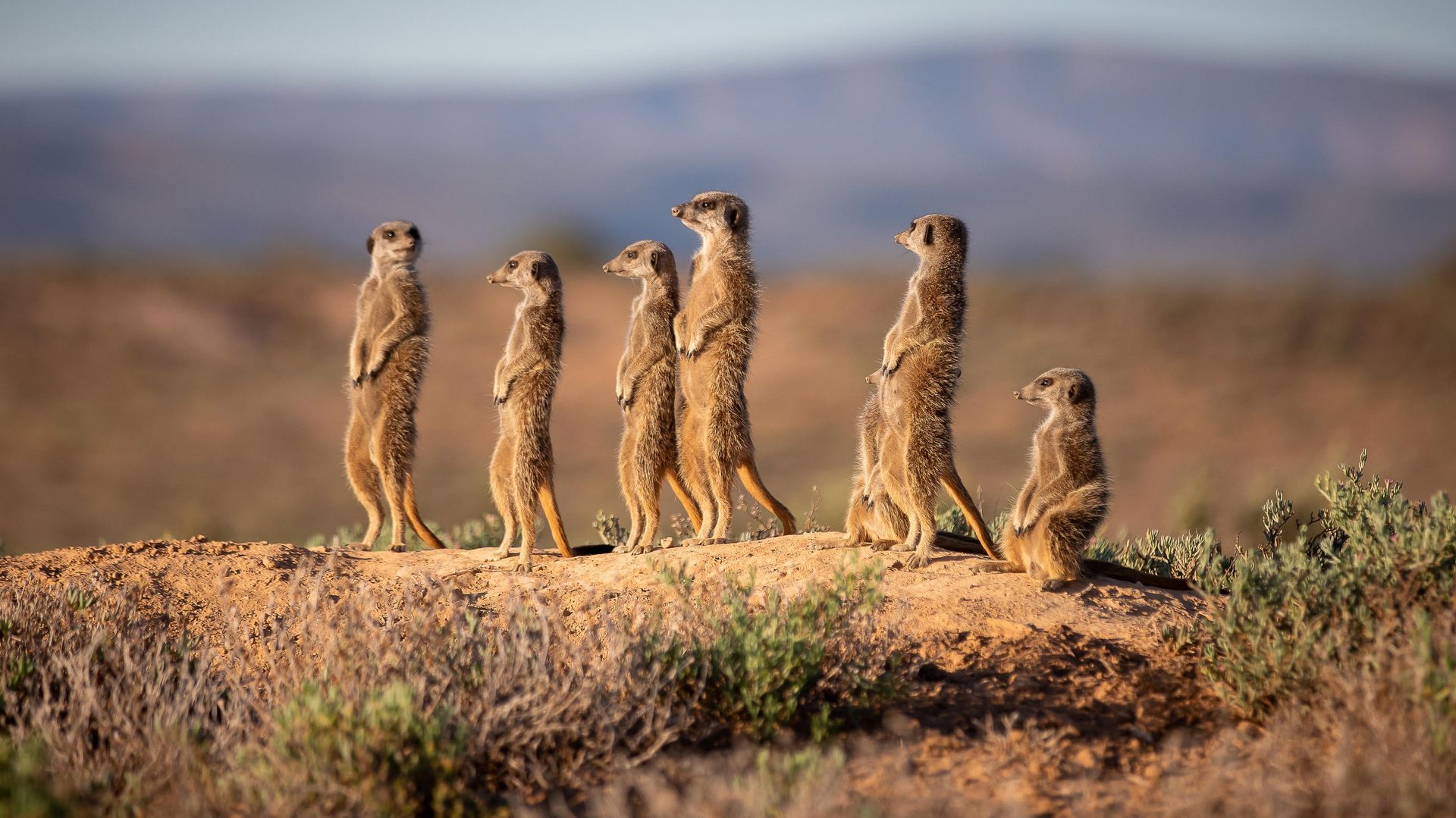 Zuid-Afrika-Oudtshoorn-De-Zeekoe-Activiteit-Five-Shy-Meerkats-WE (4).jpg