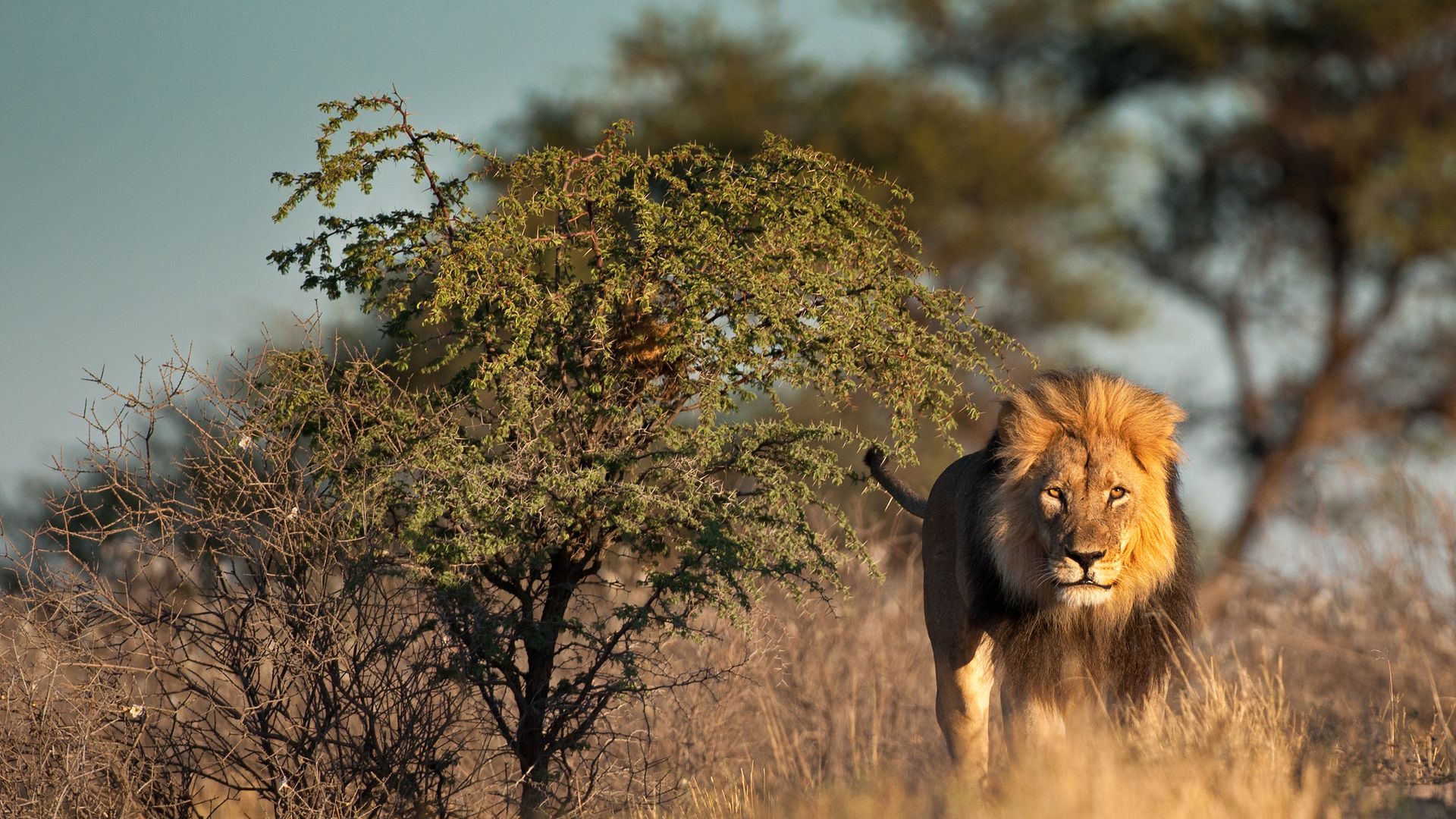Zuid Afrika Wildlife Northern Cape Kgalagadi Leeuw SH 261879623.jpg - Jambo Safari Club