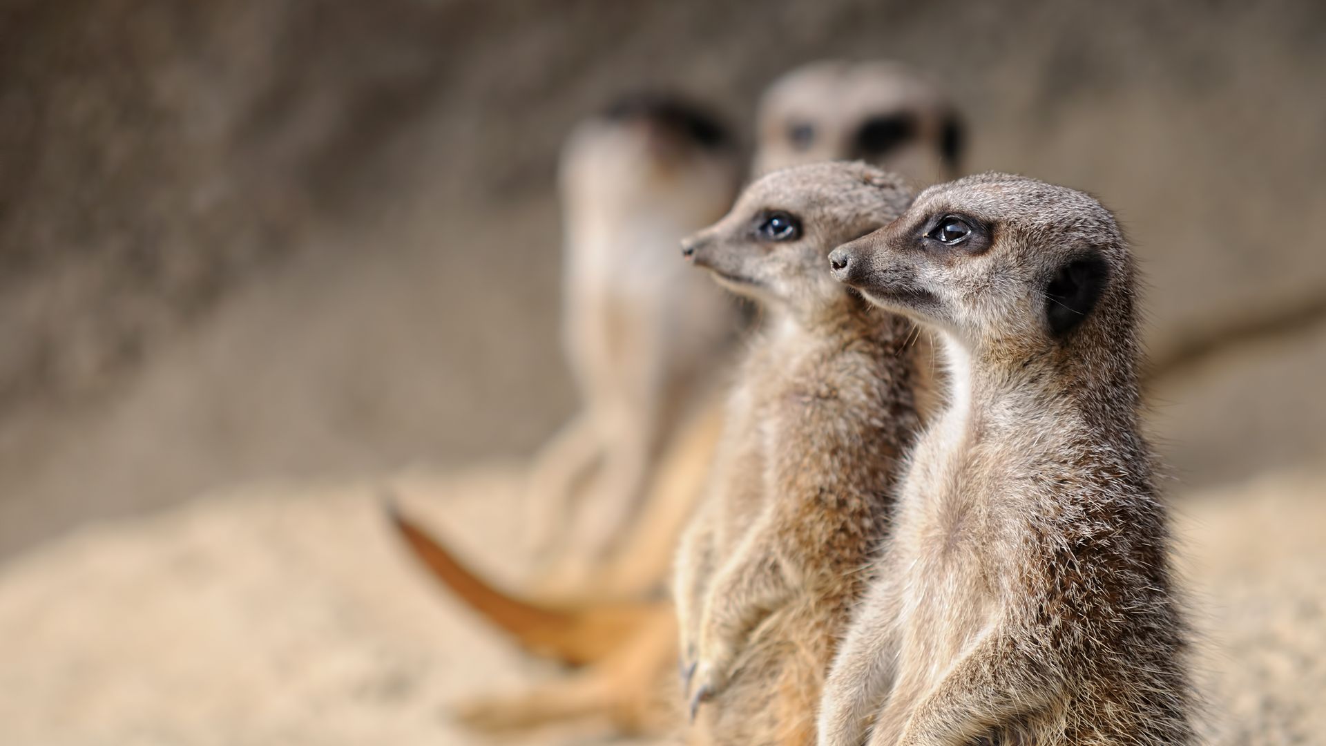 Zuid Afrika Wildlife Stokstaartjes 1.jpg - Jambo Safari Club