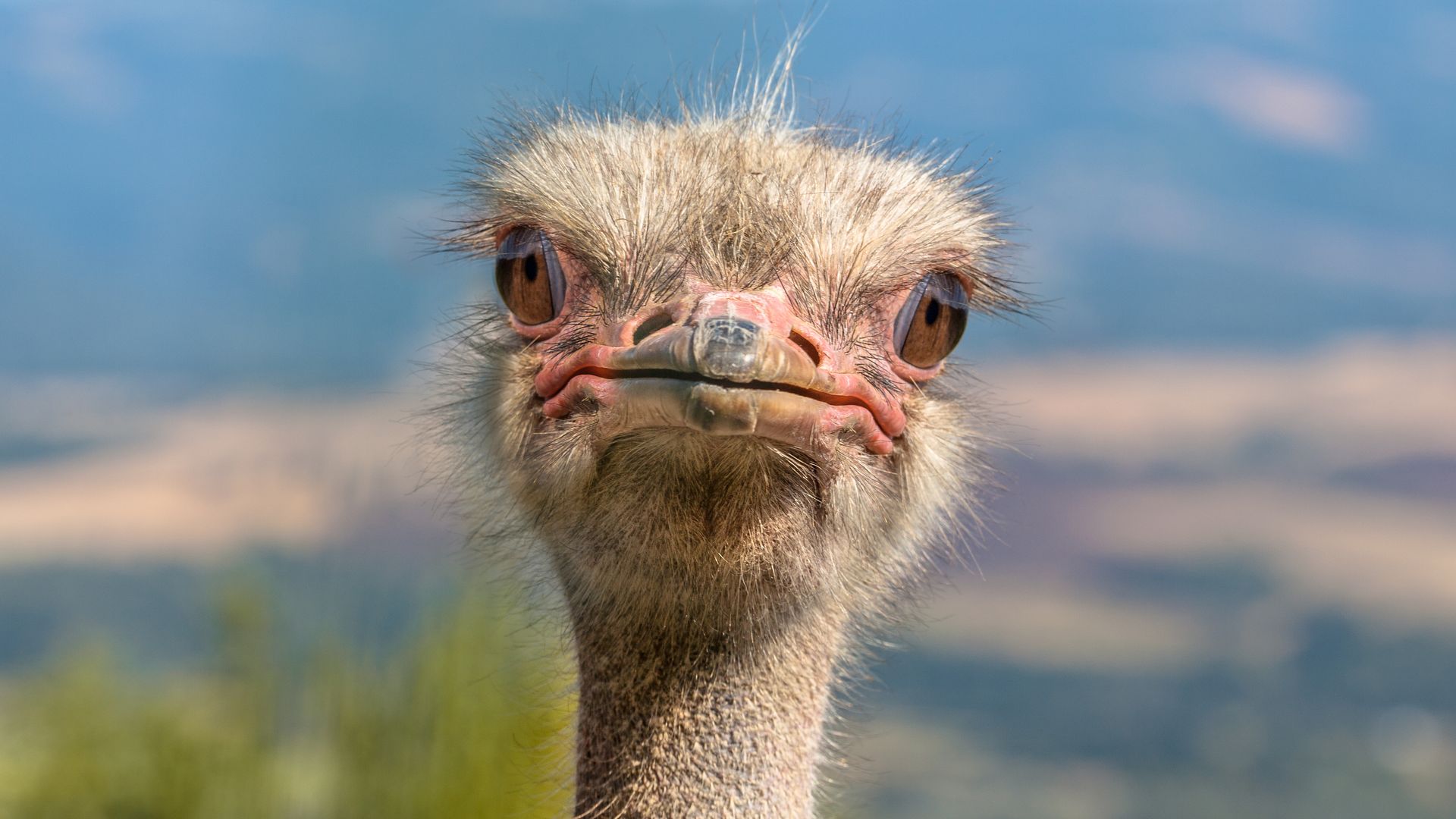 Zuid-Afrika-Wildlife-Vogels-Struisvogel-SH (1).jpg