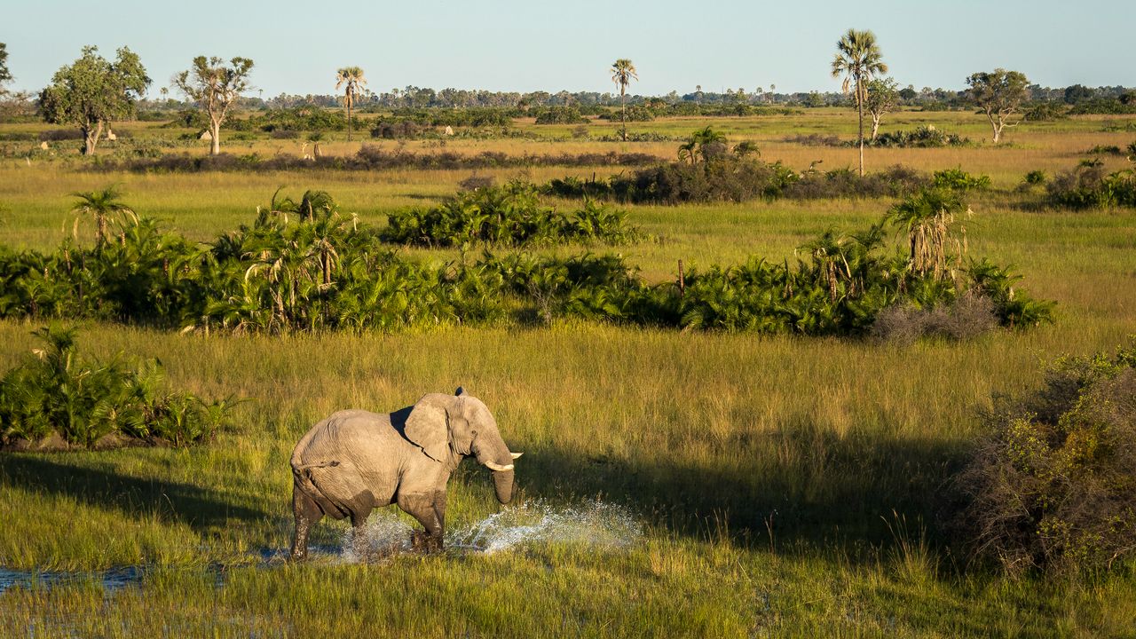 Botswana Landschap Okavango Delta olifant WS.jpg - Jambo Safari Club