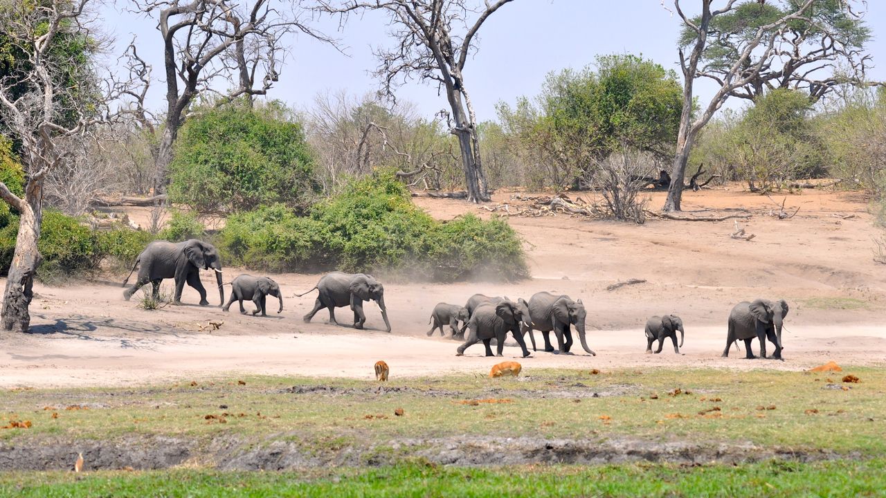 Botswana Wildlife Chobe olifanten KS 4.JPG - Jambo Safari Club