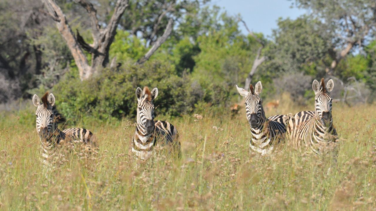Botswana Wildlife Okavango Delta zebras KS 9.JPG - Jambo Safari Club
