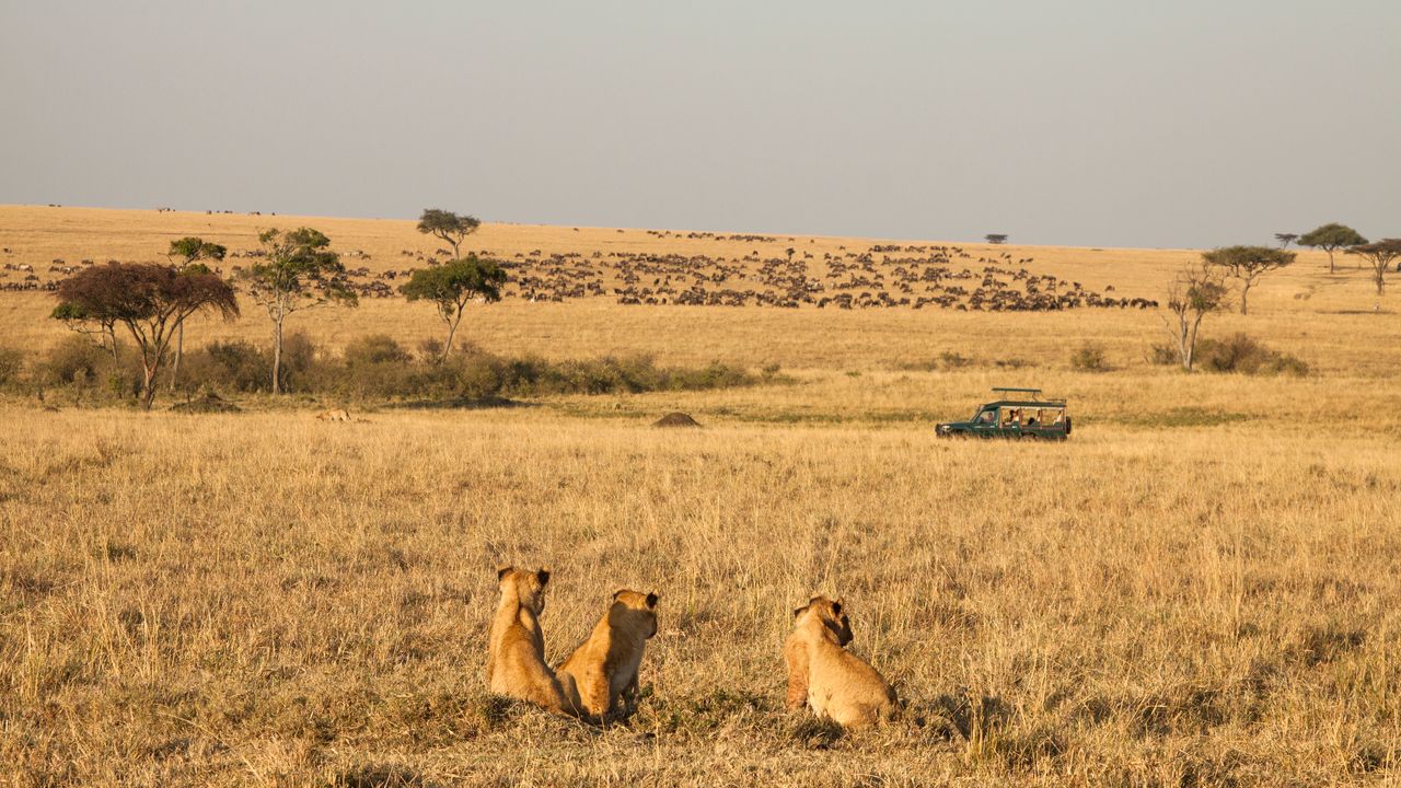 Kenia Landschap Wildlife Masai Mara leeuwen voertuig MC 5.jpg - Jambo Safari Club