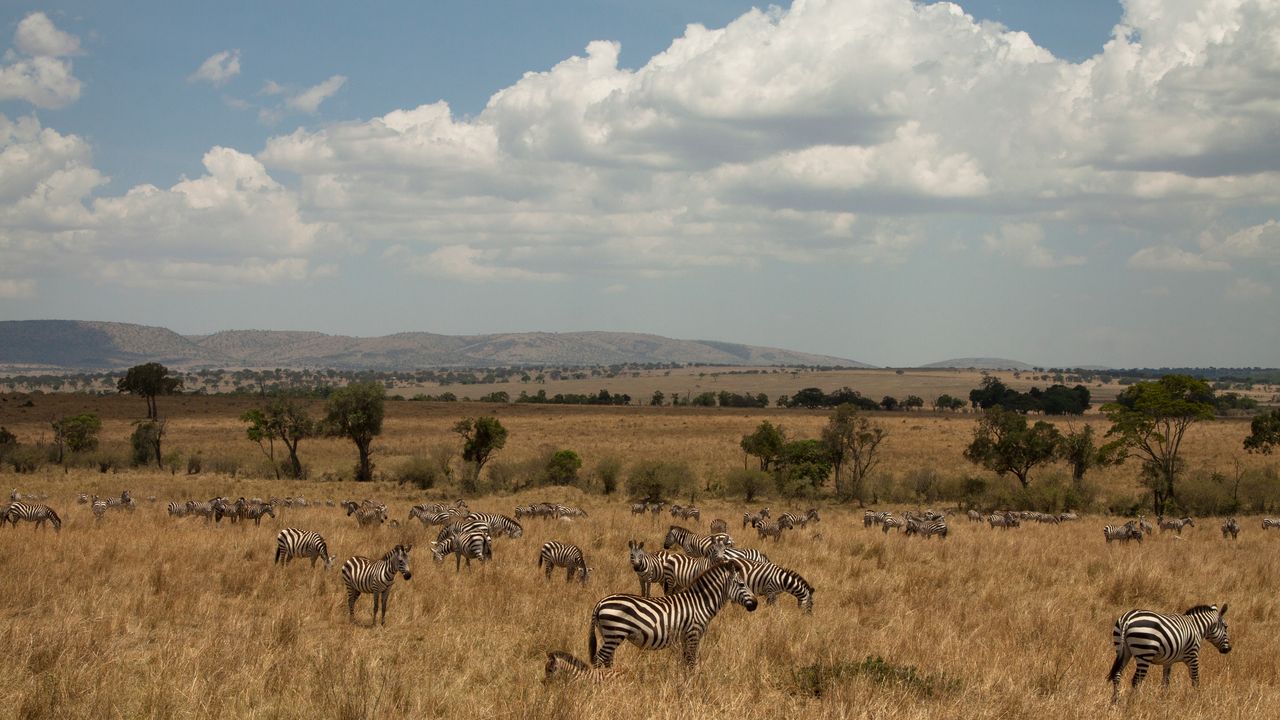 Kenia Landschap Wildlife Masai Mara zebras MC 1.jpg - Jambo Safari Club