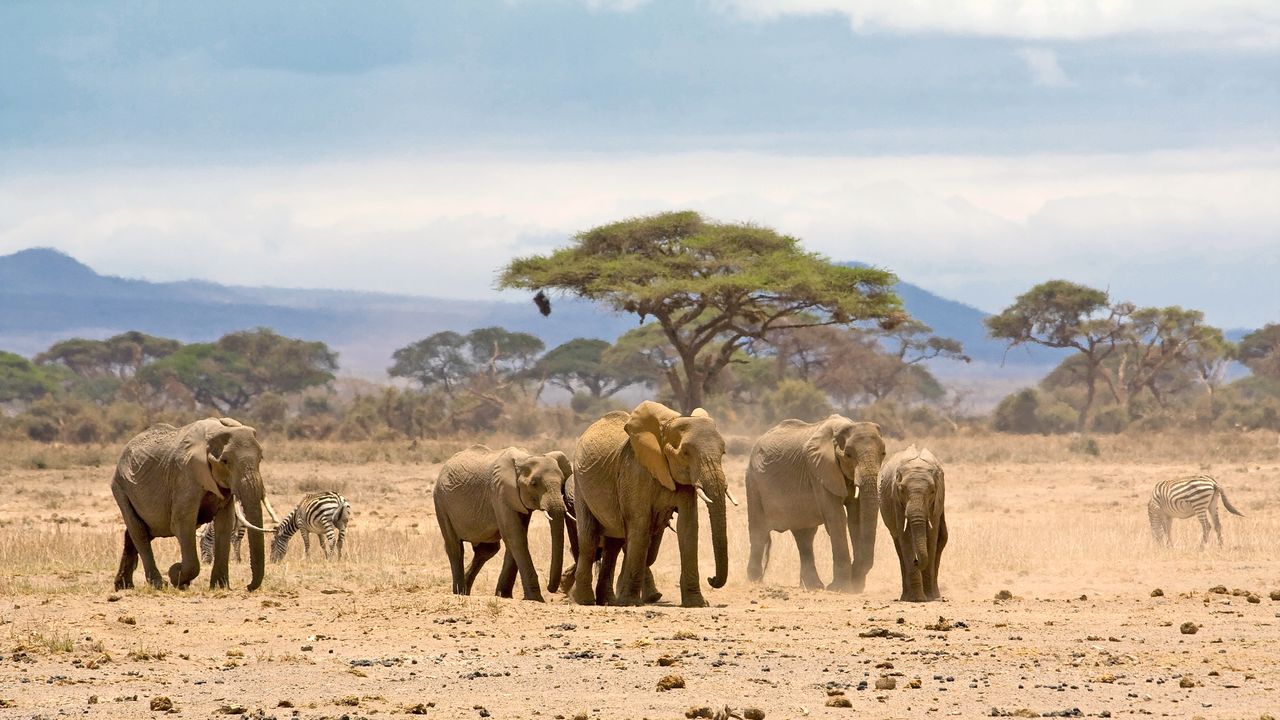 Kenia Wildlife Amboseli olifanten SH 2.jpg - Jambo Safari Club