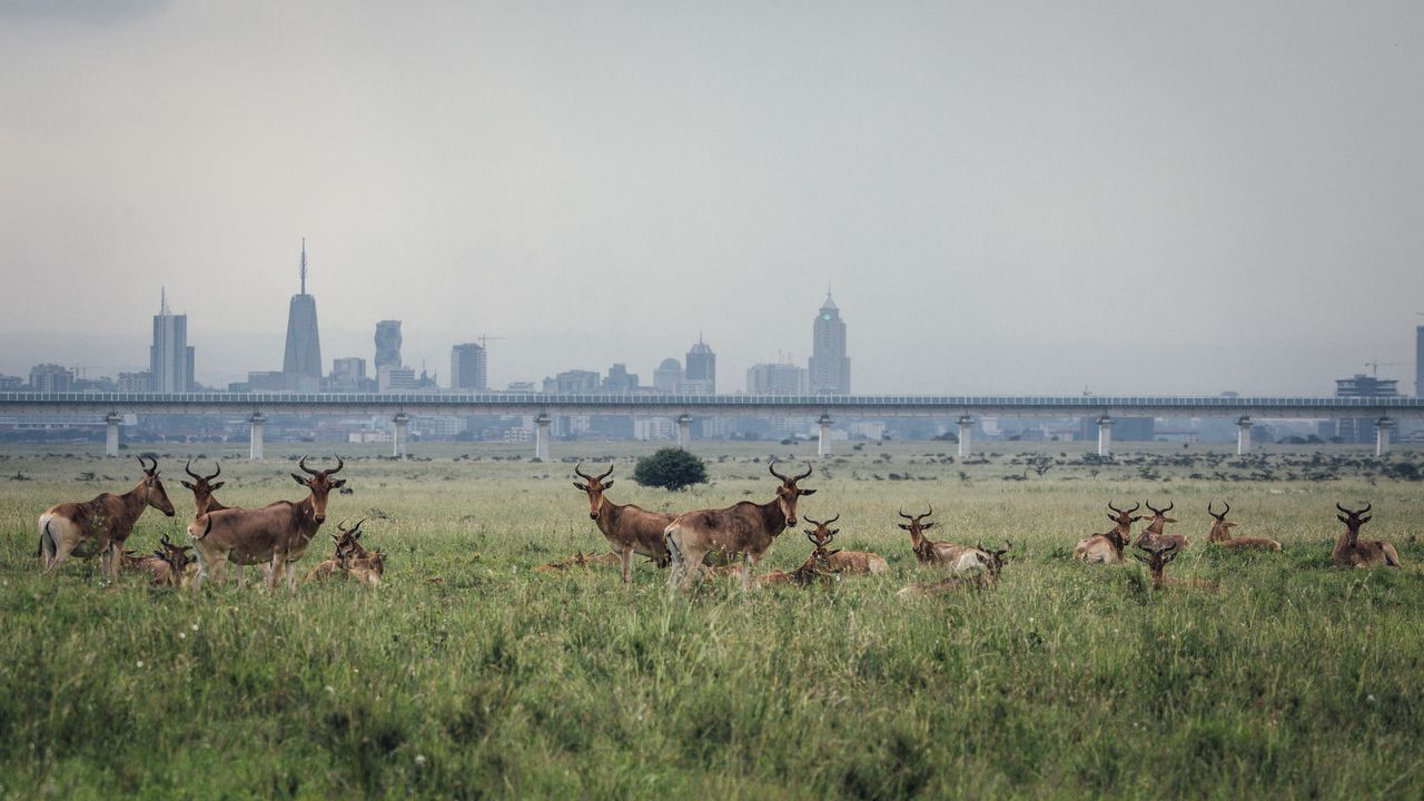 Kenia Wildlife Nairobi National Park hartenbeesten BAB.jpg - Jambo Safari Club
