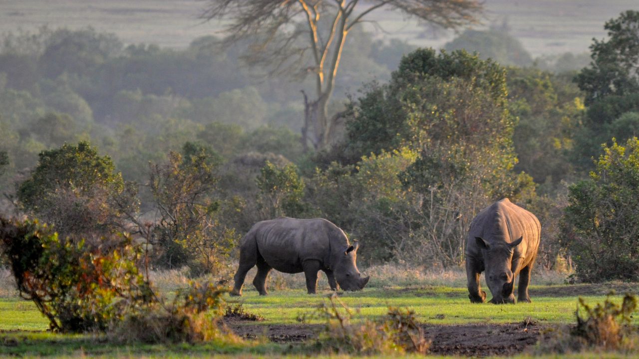 Kenia Wildlife Ol Pejeta neushoorns KS.jpg - Jambo Safari Club