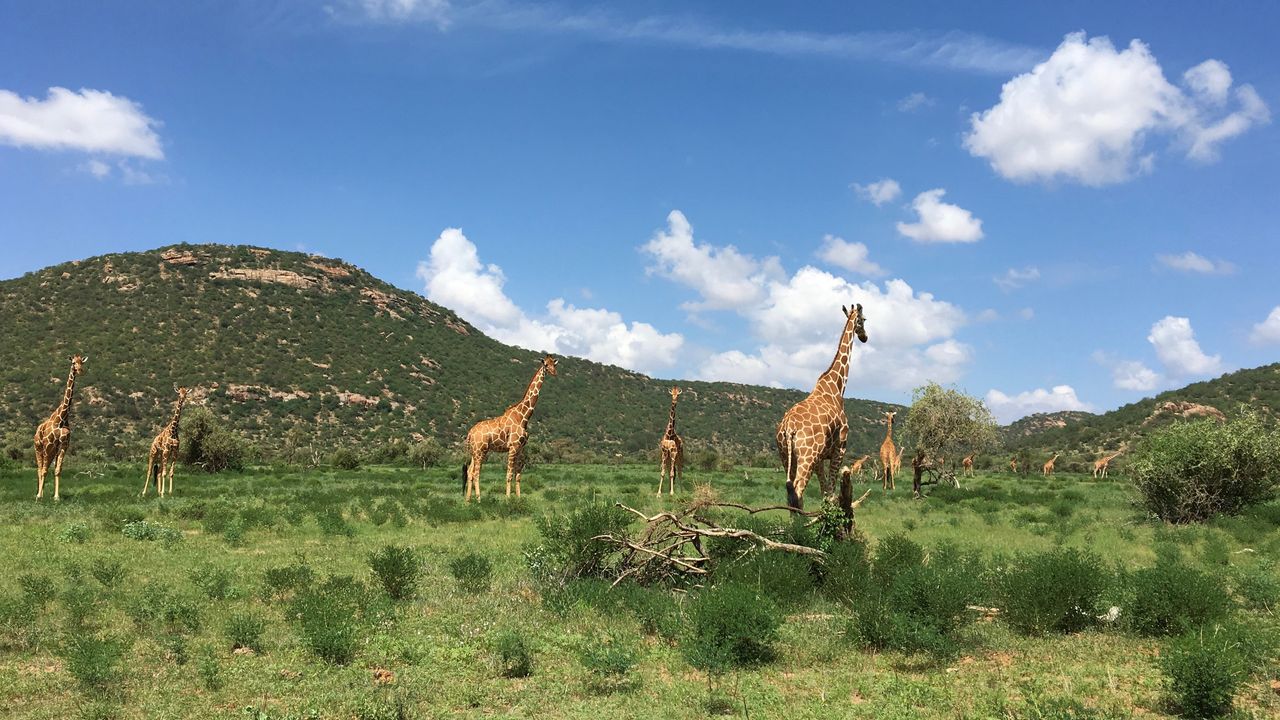 Kenia Wildlife Samburu giraffen netgiraffen KS 1.jpg - Jambo Safari Club